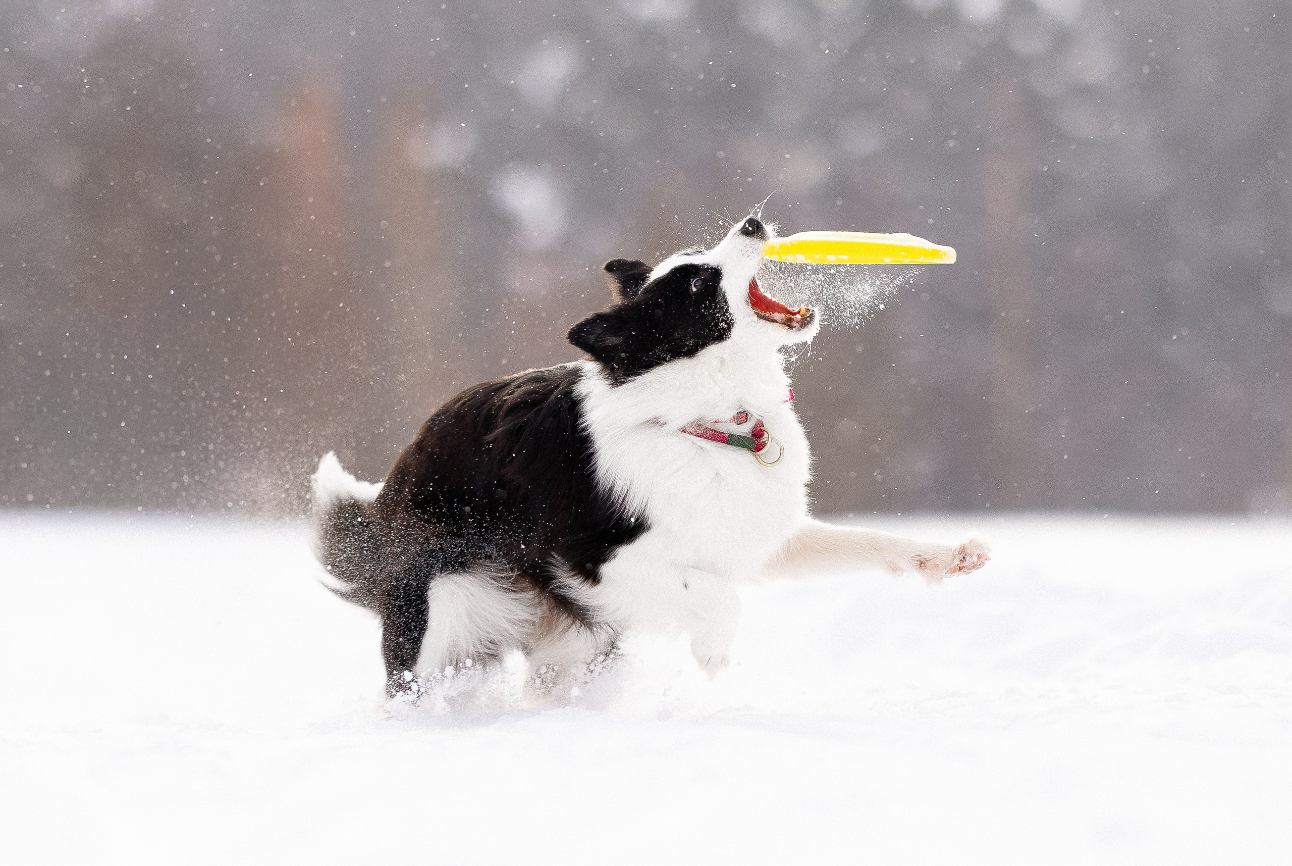 Лилия, Алексей и Ариана. Фотограф и видеограф анималист Аганина Дарья
