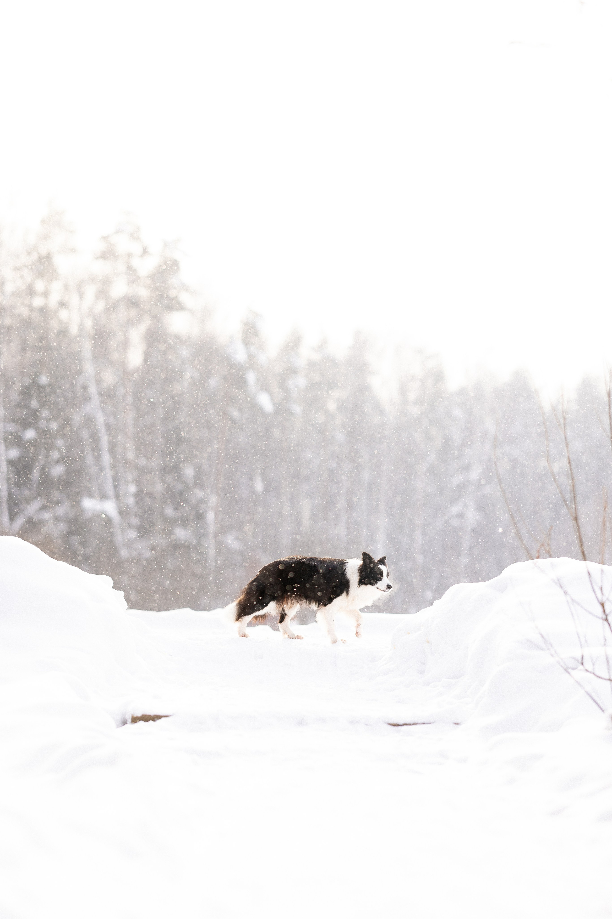 Лилия, Алексей и Ариана. Фотограф и видеограф анималист Аганина Дарья