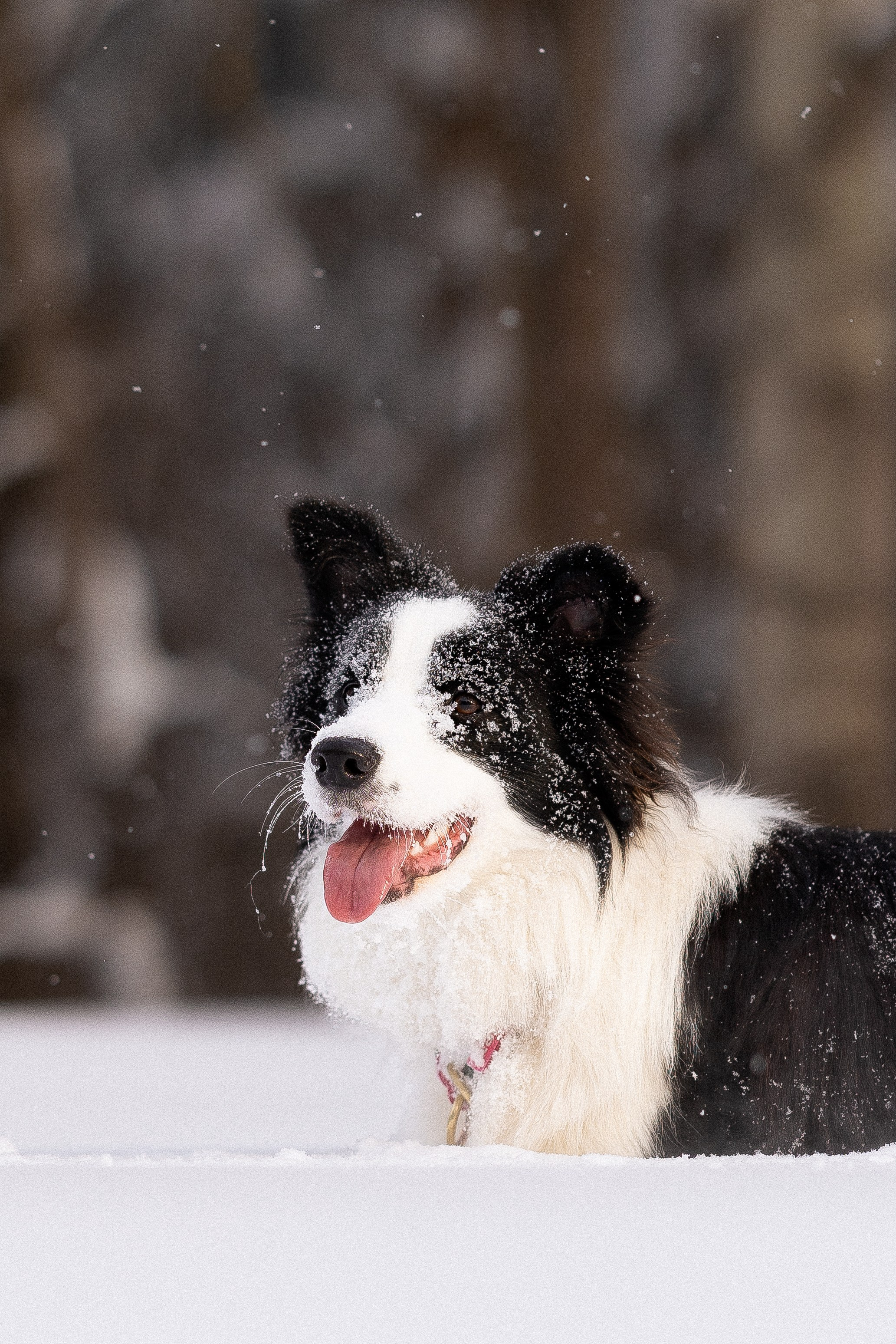 Лилия, Алексей и Ариана. Фотограф и видеограф анималист Аганина Дарья