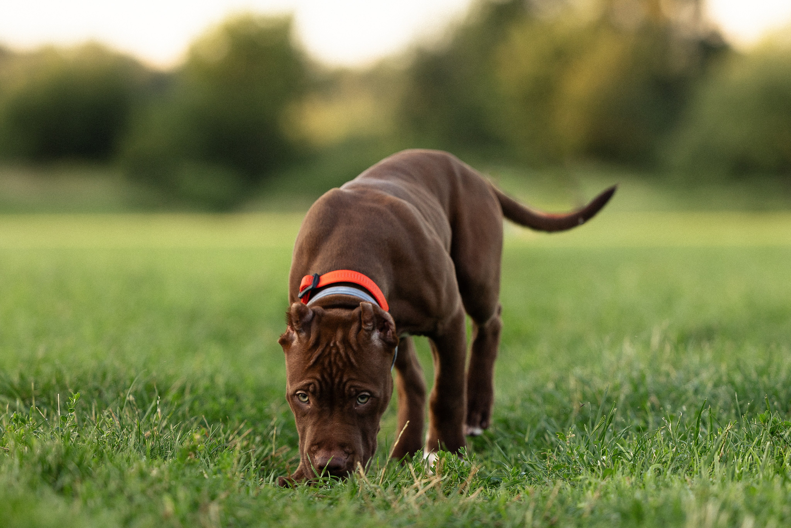 Елена и Хан. Фотограф и видеограф анималист Аганина Дарья