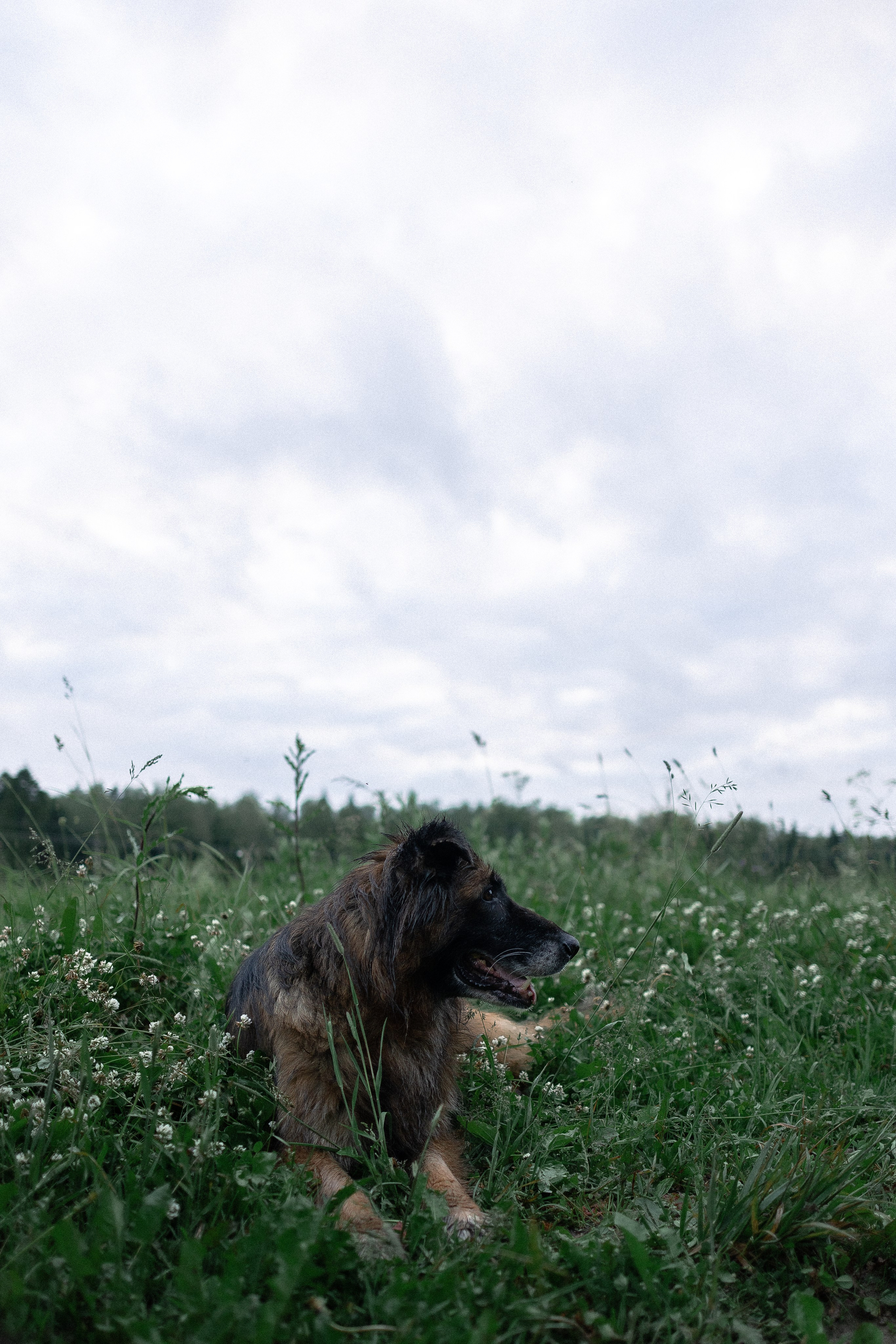 Алена, Фанни и Фрея. Фотограф и видеограф анималист Аганина Дарья