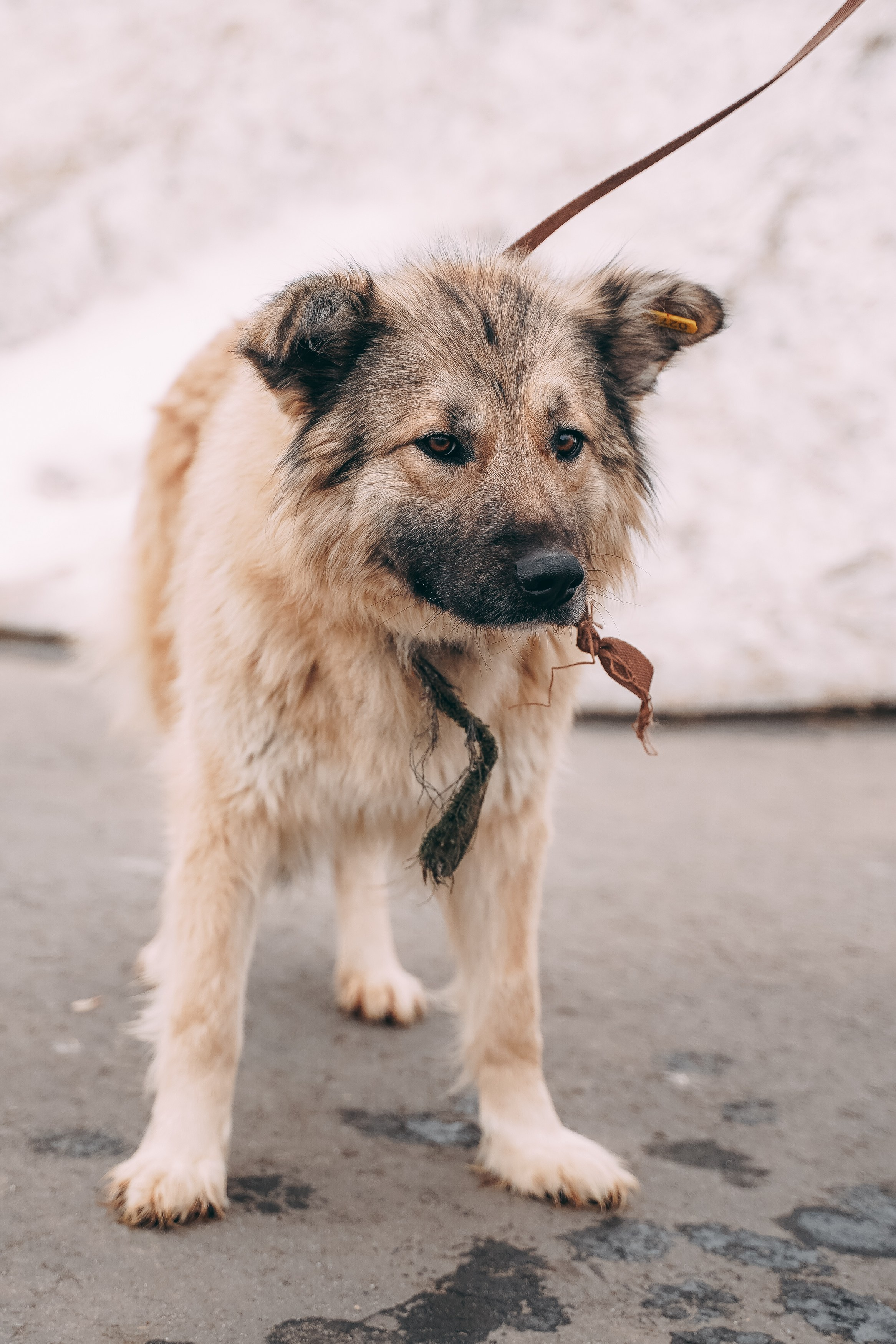 Съемка для благотворительного фонда «Дог 24». Фотограф-анималист, портретный фотограф в Чебоксарах Мария Садыкова