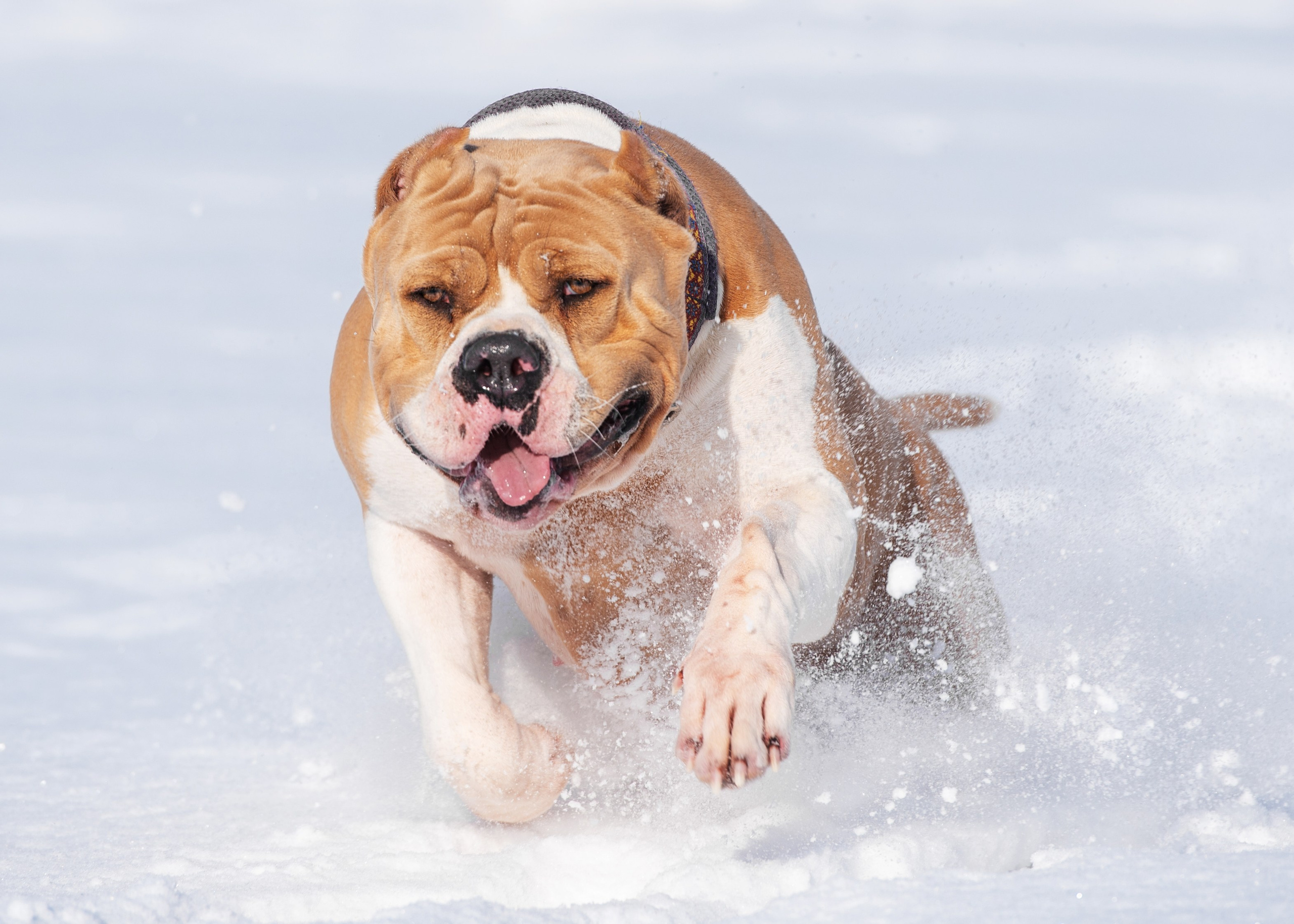 Булли. Дог-фотограф в Тюмени Александра Королева