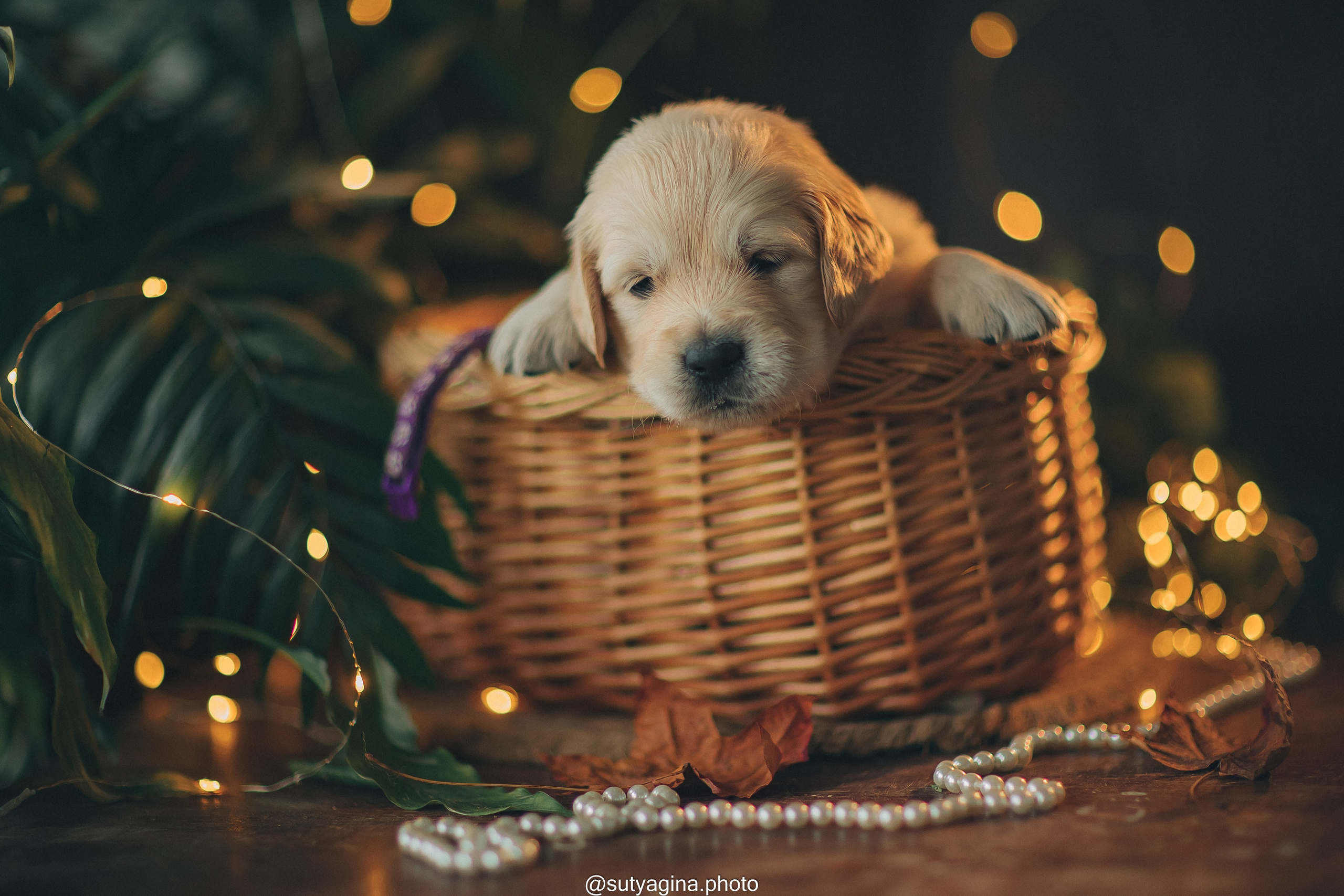 Фиолетовая лента. Свадебный и женский фотограф