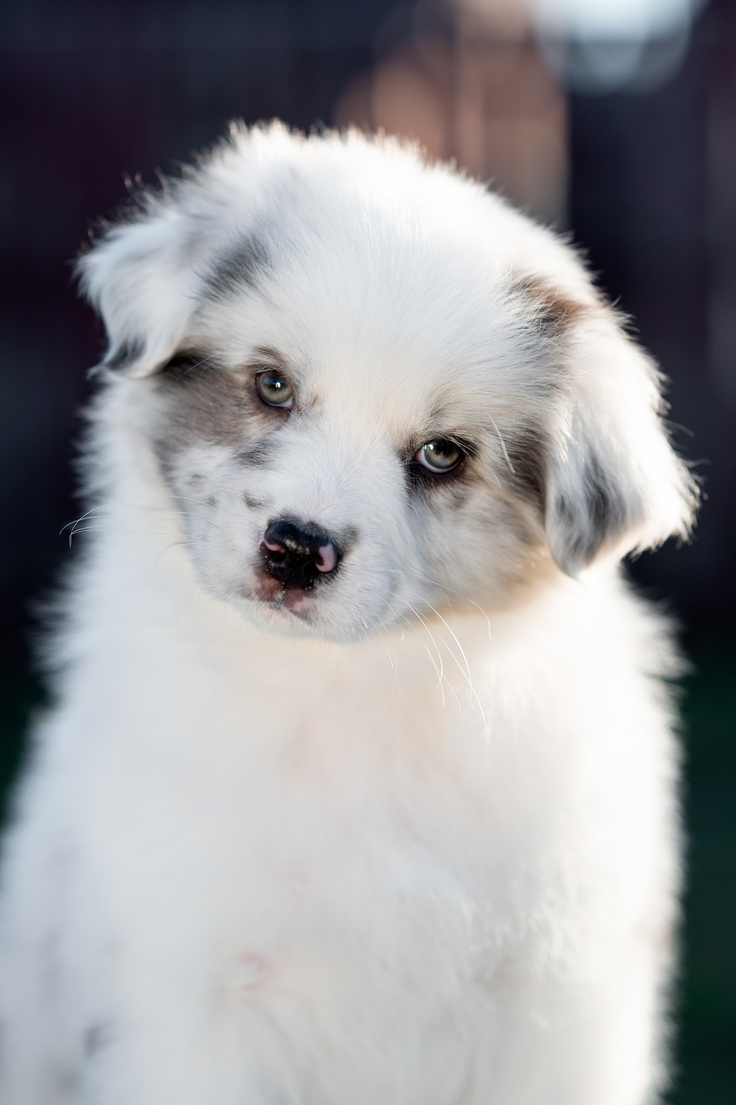 Заводчик Влада Эльман. Творческий фотограф Вологда