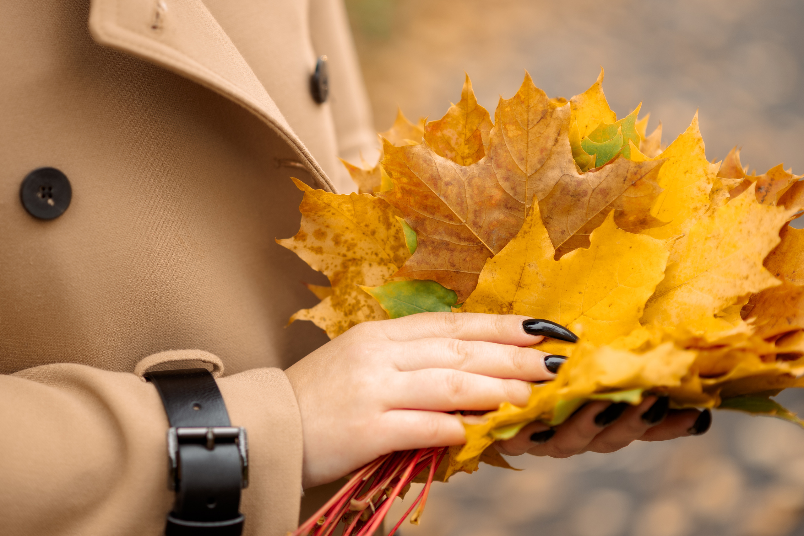 желтые и оранжевые кленовые листья в руках девушки