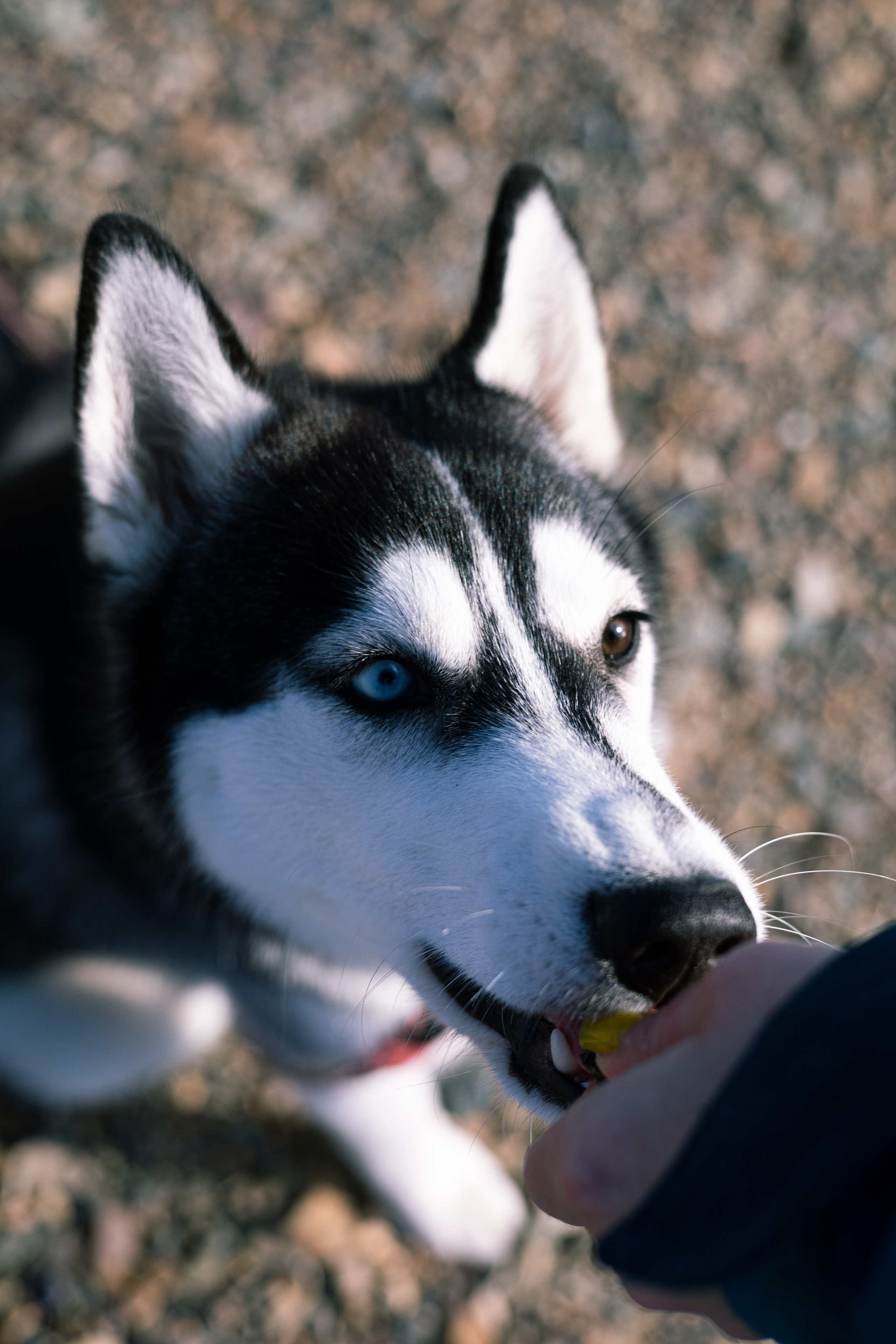 Галина и Хелла. Фотограф — анималист Владивосток, Алина