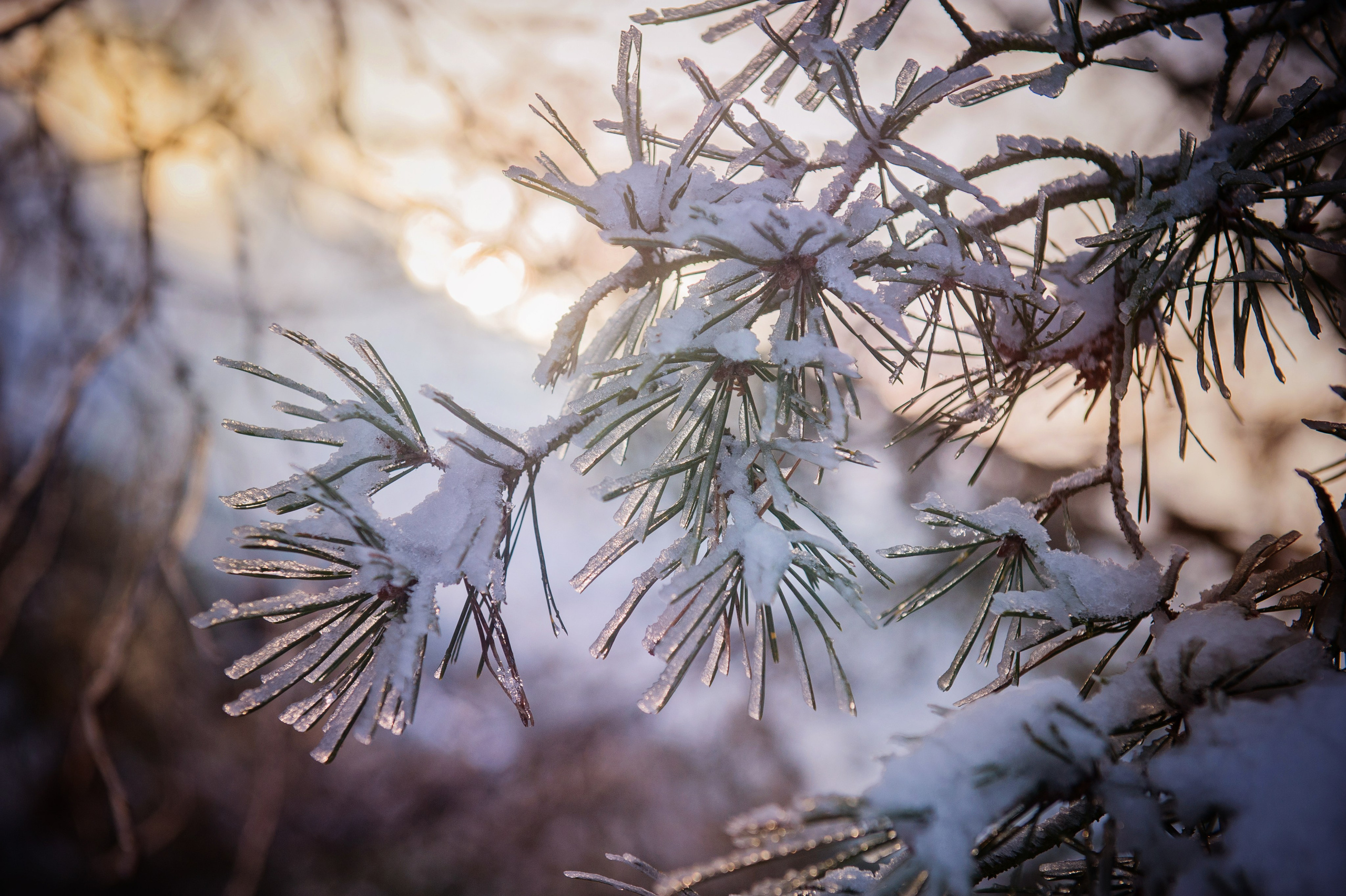 ФОТОПРОГУЛКИ. Фотограф Вера Демидкова