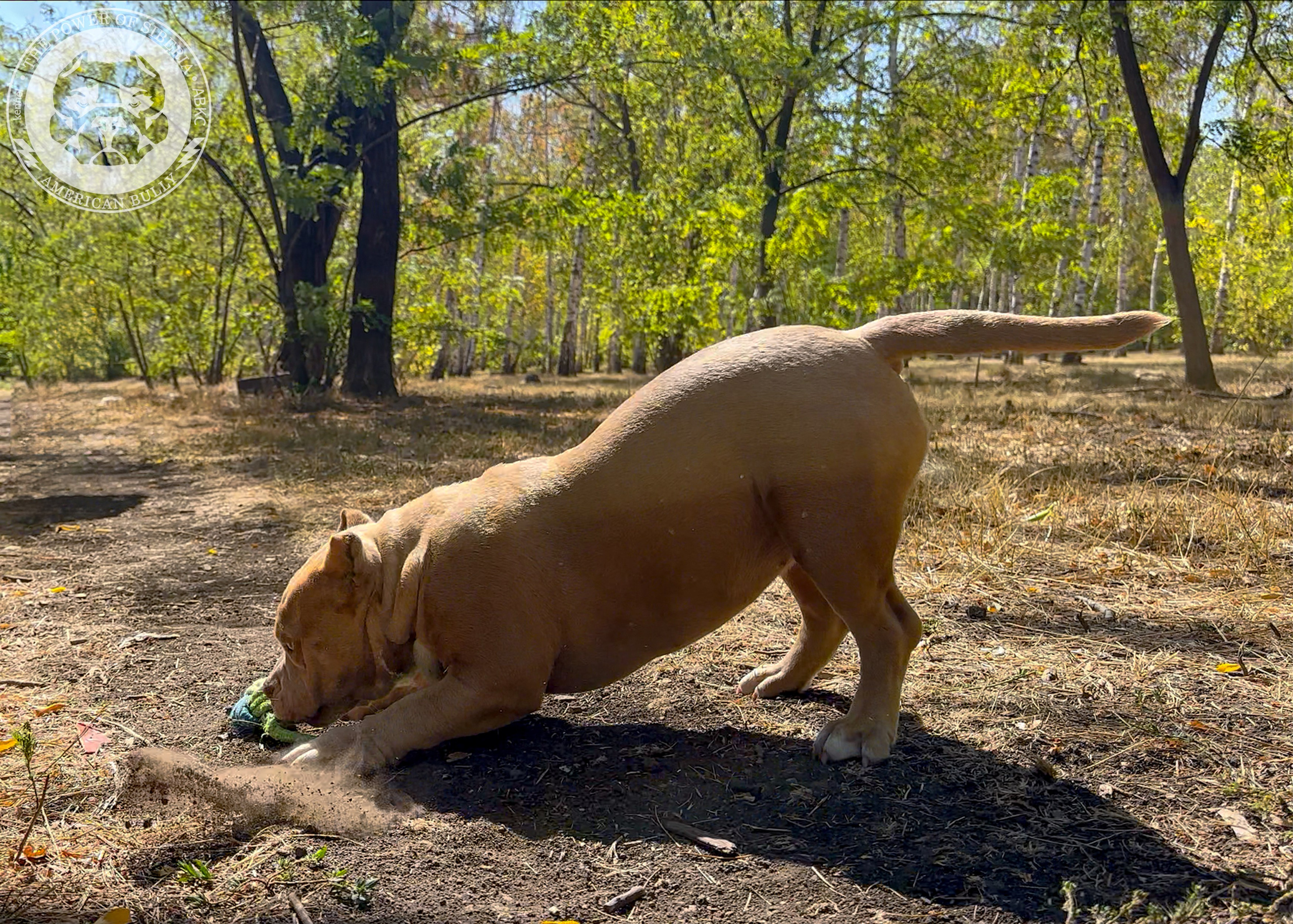 Помет Каспер и Тагира. 21.04.25. Американский Булли в г. Ростов-на-Дону. Питомник THE POWER OF SIBERIA