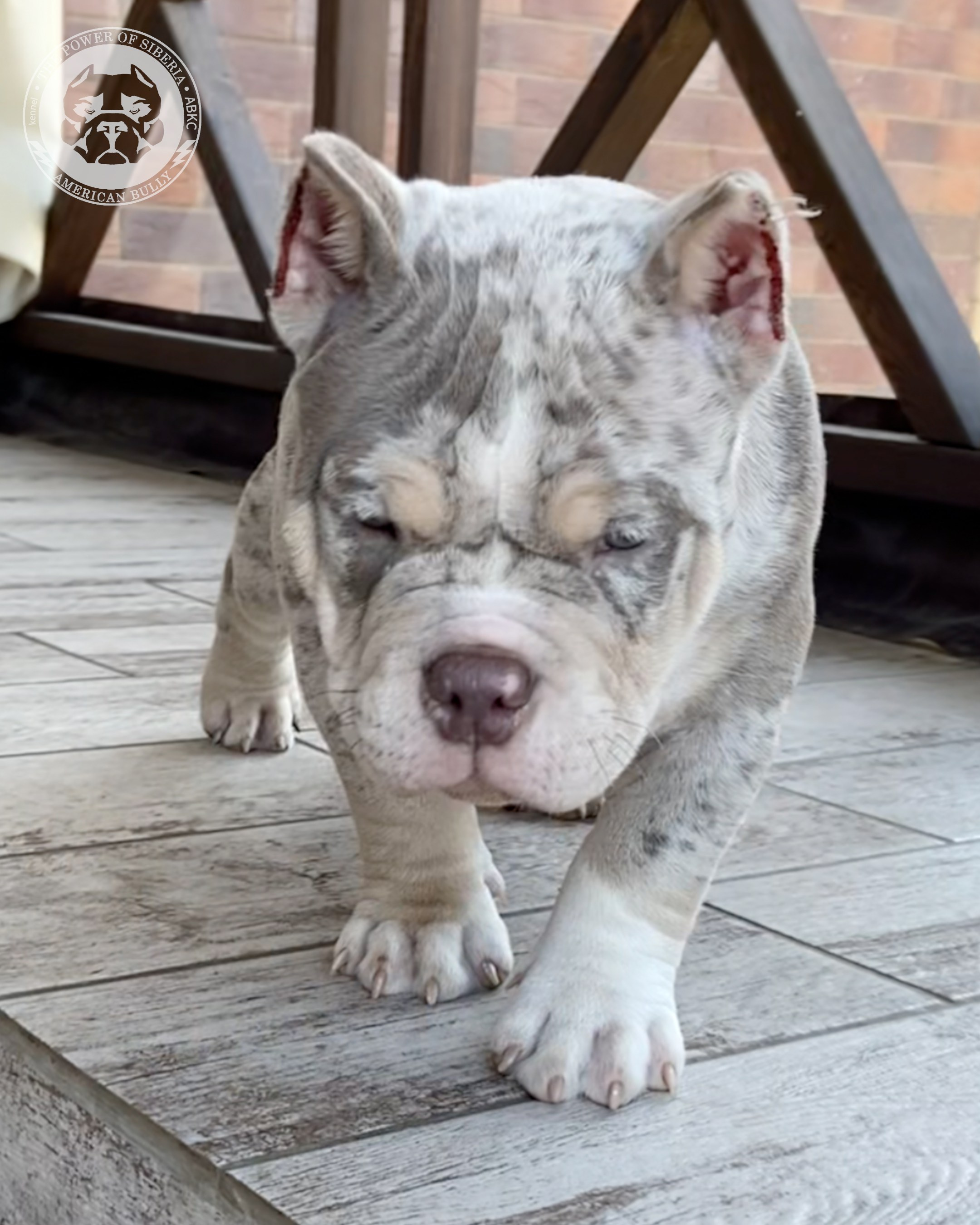 Свободные щенки Американский Булли, в типах покет, классик, стандарт. Американский Булли в г. Ростов-на-Дону. Питомник THE POWER OF SIBERIA