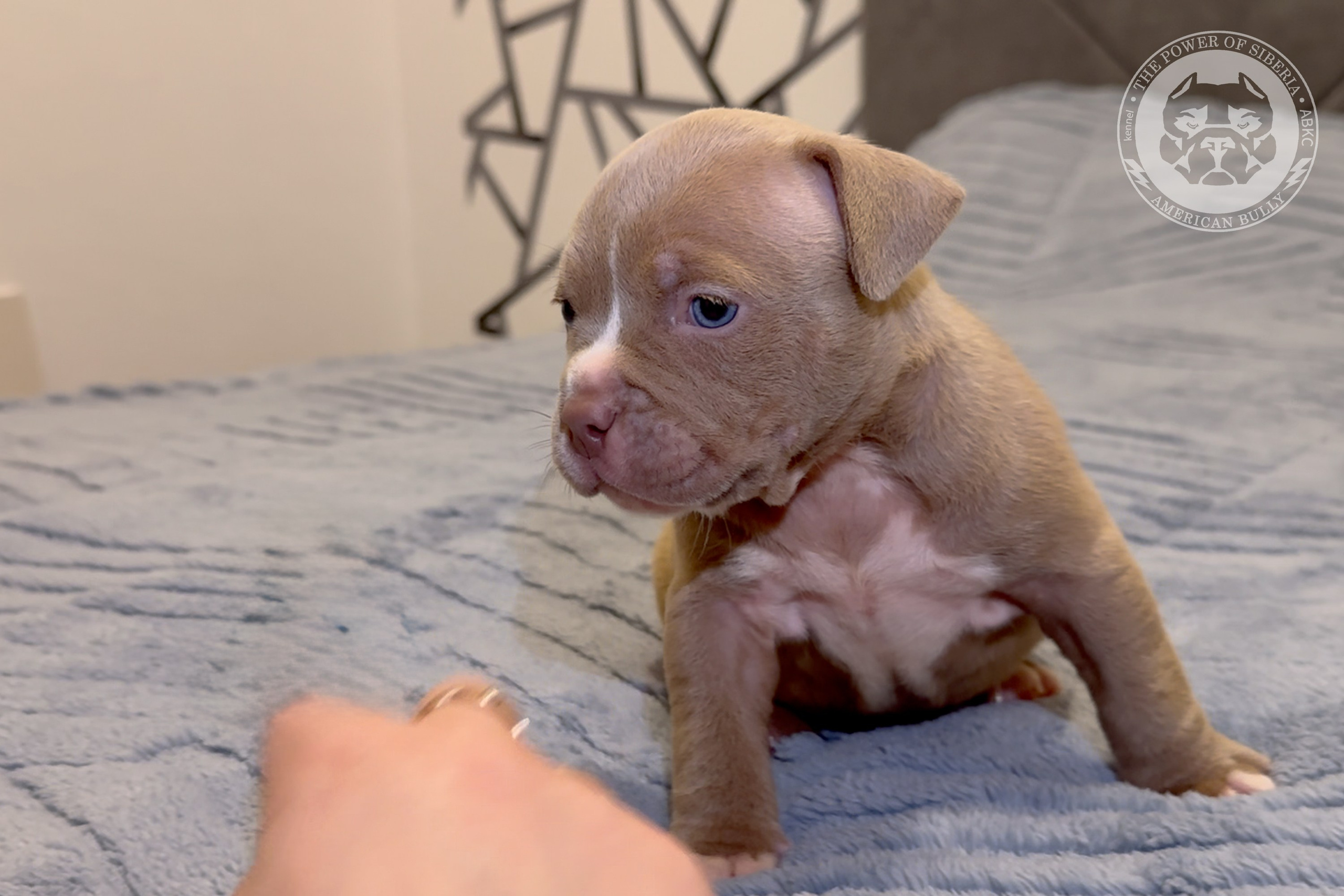 Свободные щенки Американский Булли стандарт и Свободные щенки Американский Булли классик. Американский Булли в г. Ростов-на-Дону. Питомник THE POWER OF SIBERIA
