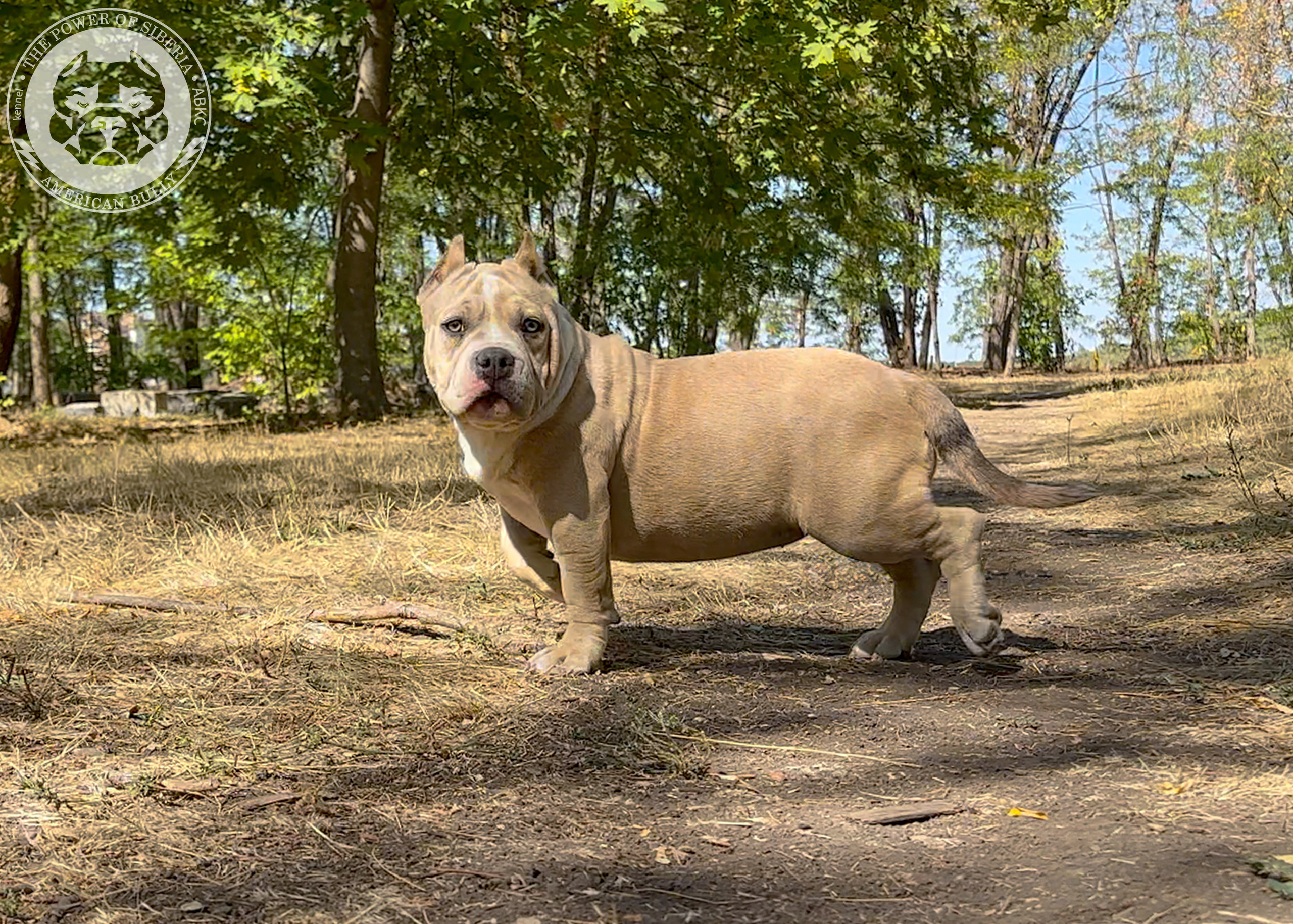 Помет Каспер и Тагира. 21.04.25. Американский Булли в г. Ростов-на-Дону. Питомник THE POWER OF SIBERIA