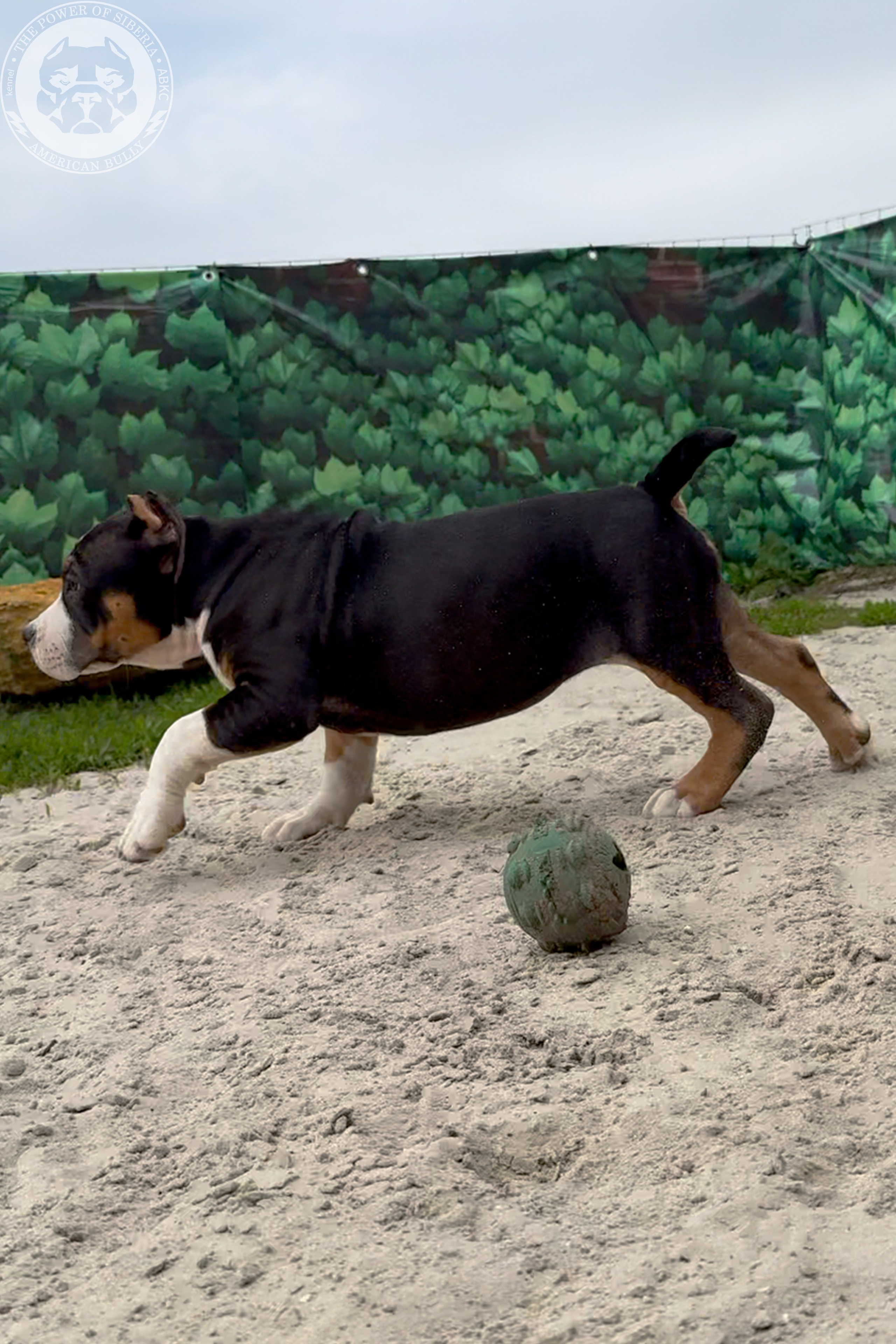 20.01.26-Рокси-Арчи. Американский Булли в г. Ростов-на-Дону. Питомник THE POWER OF SIBERIA