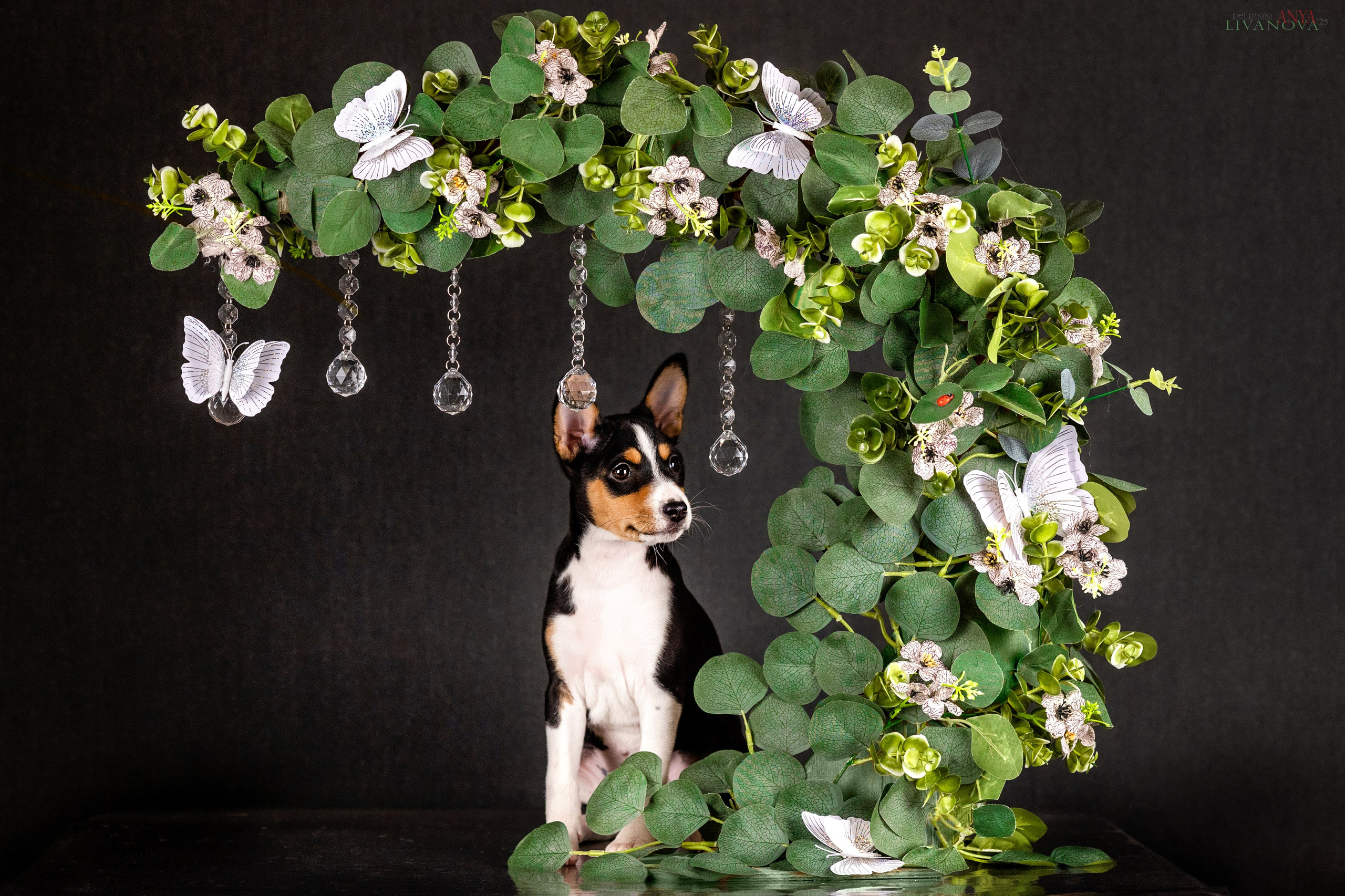 Басенджи. Фотограф анималист Аня Ливанова | Рыбинск