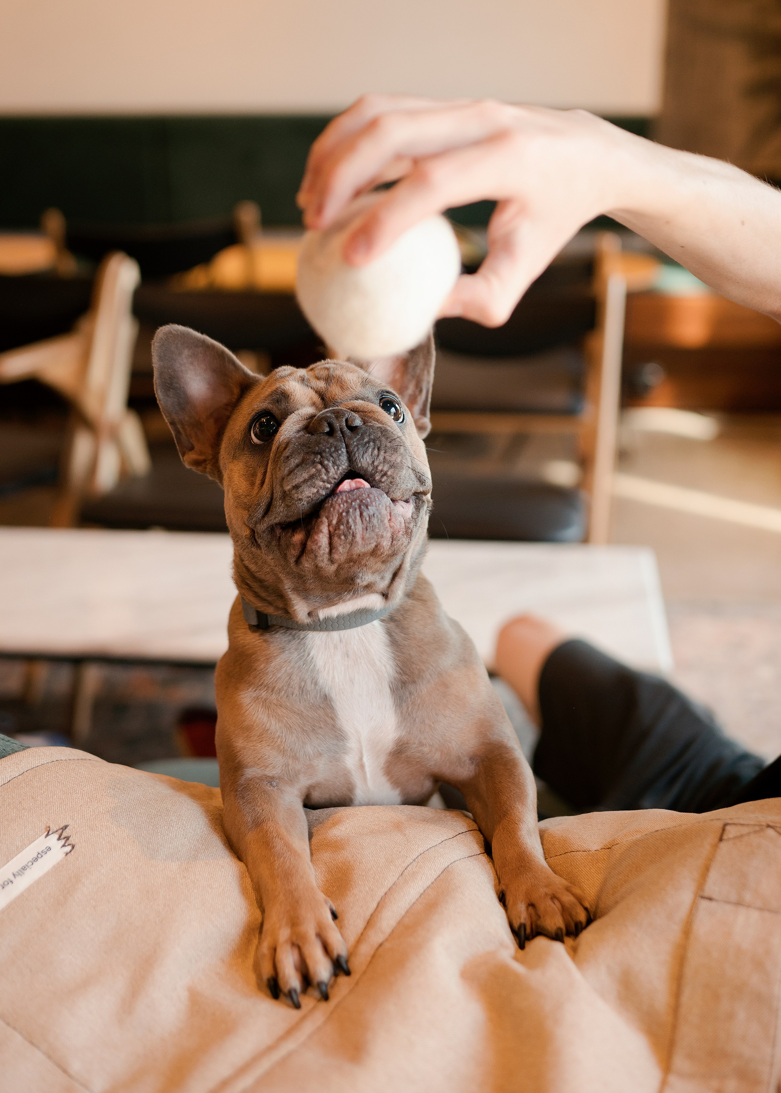 Bow-Wow. Фотограф- анималист Александра Матвеева