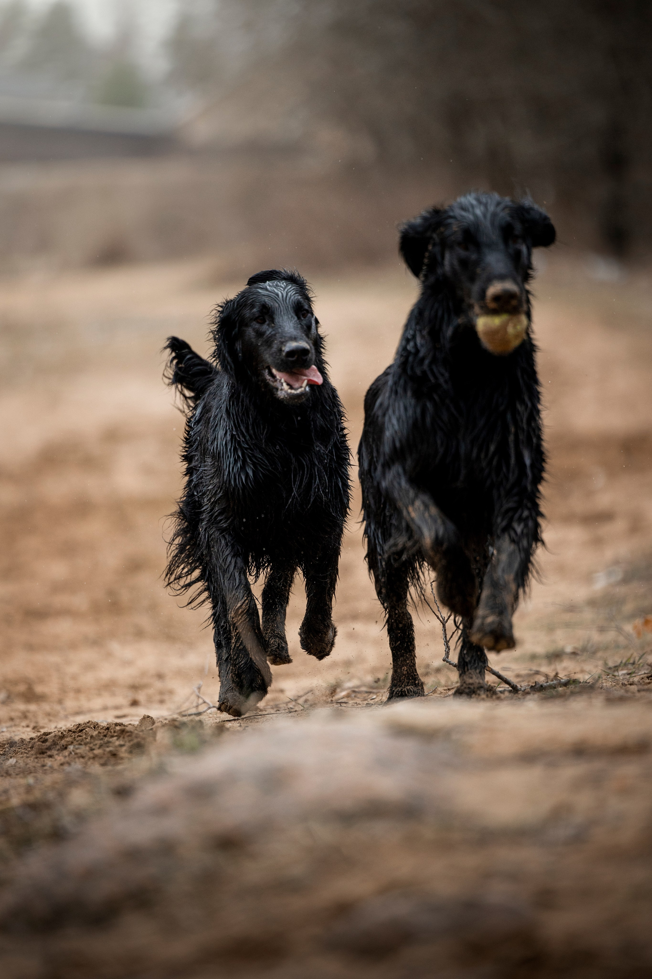 Ора, Ева, Рози и их семья. Фотограф — Анималист | Санкт-Петербург