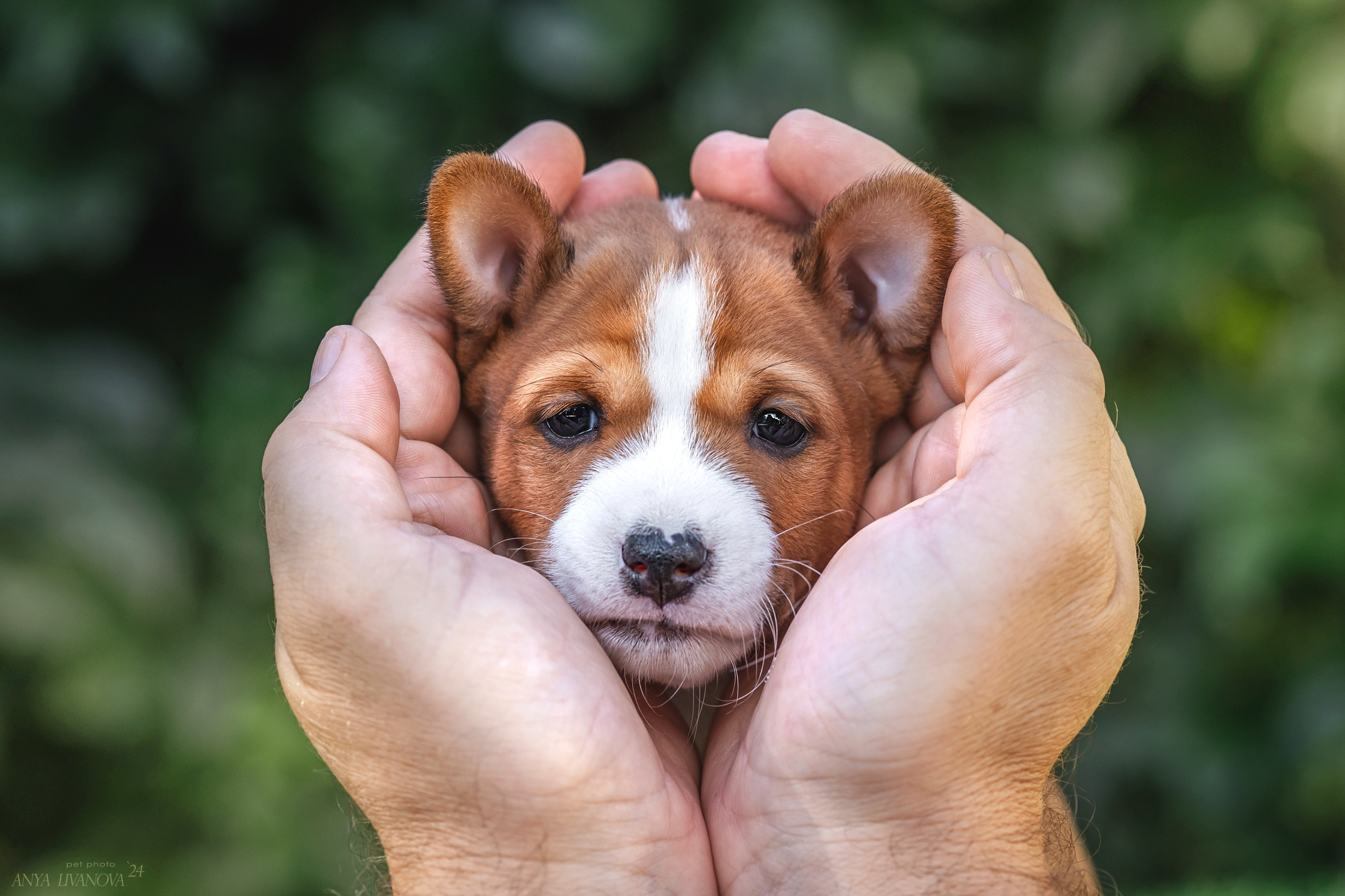 Басенджи. Фотограф анималист Аня Ливанова | Рыбинск