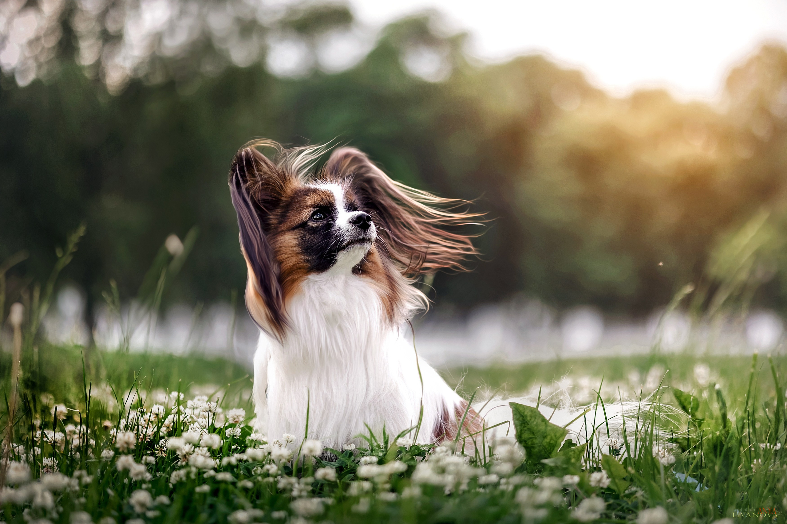 Хьюстон. Фотограф анималист Аня Ливанова | Рыбинск