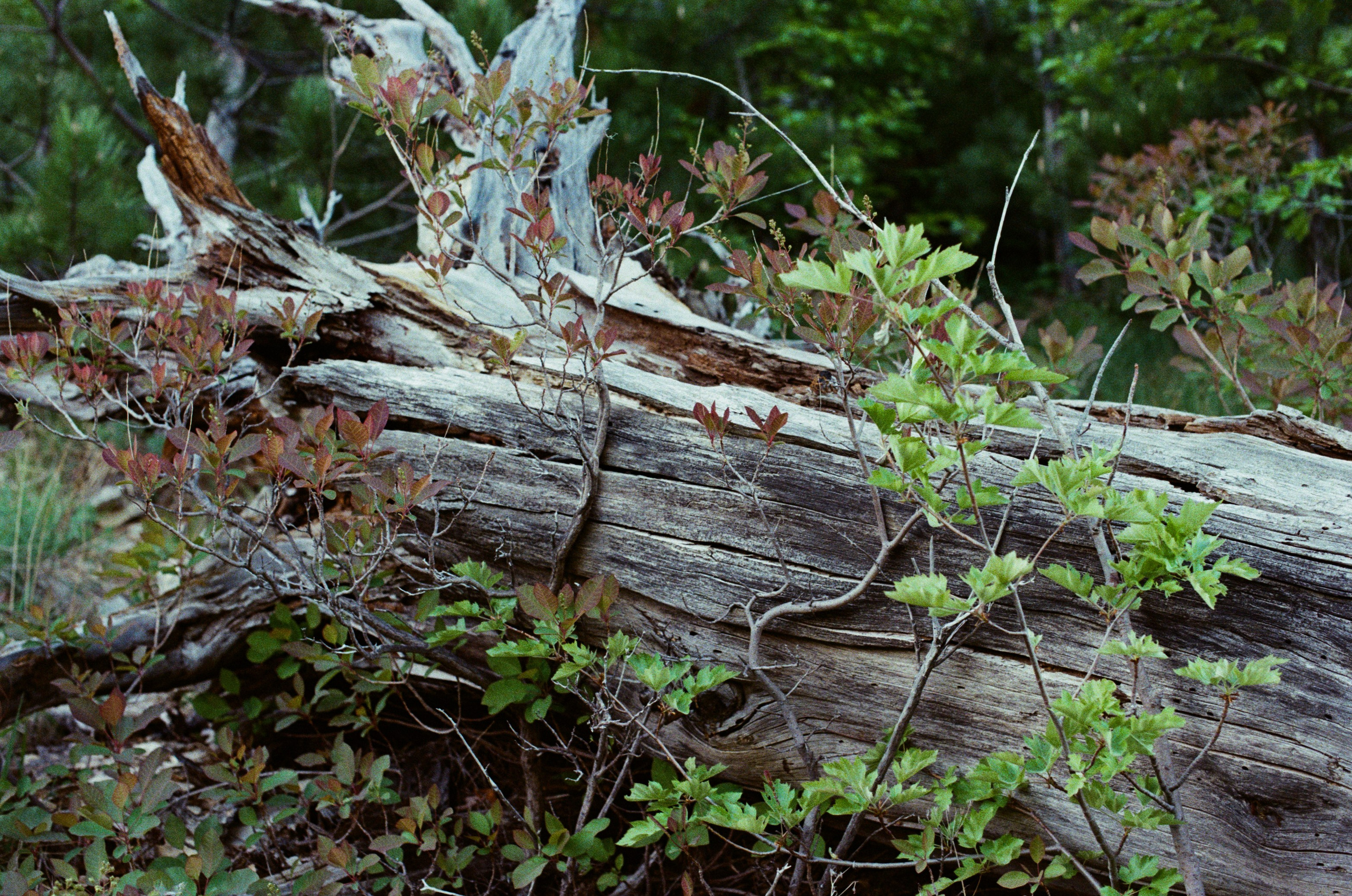 Silver strings // ukraine, crimea III. EVER EXPOSED
