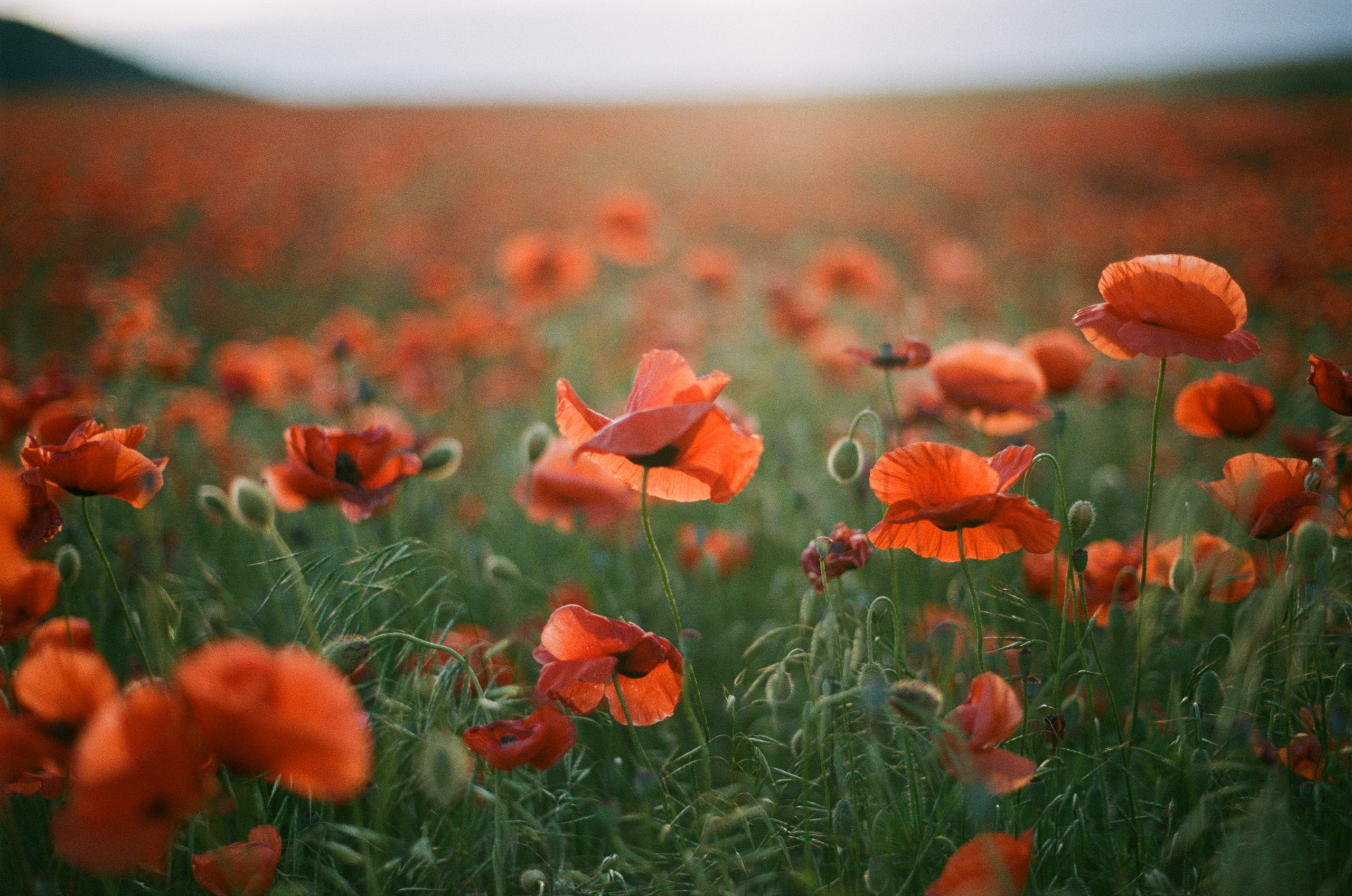 The drugs don't work // ukraine, crimea V. EVER EXPOSED