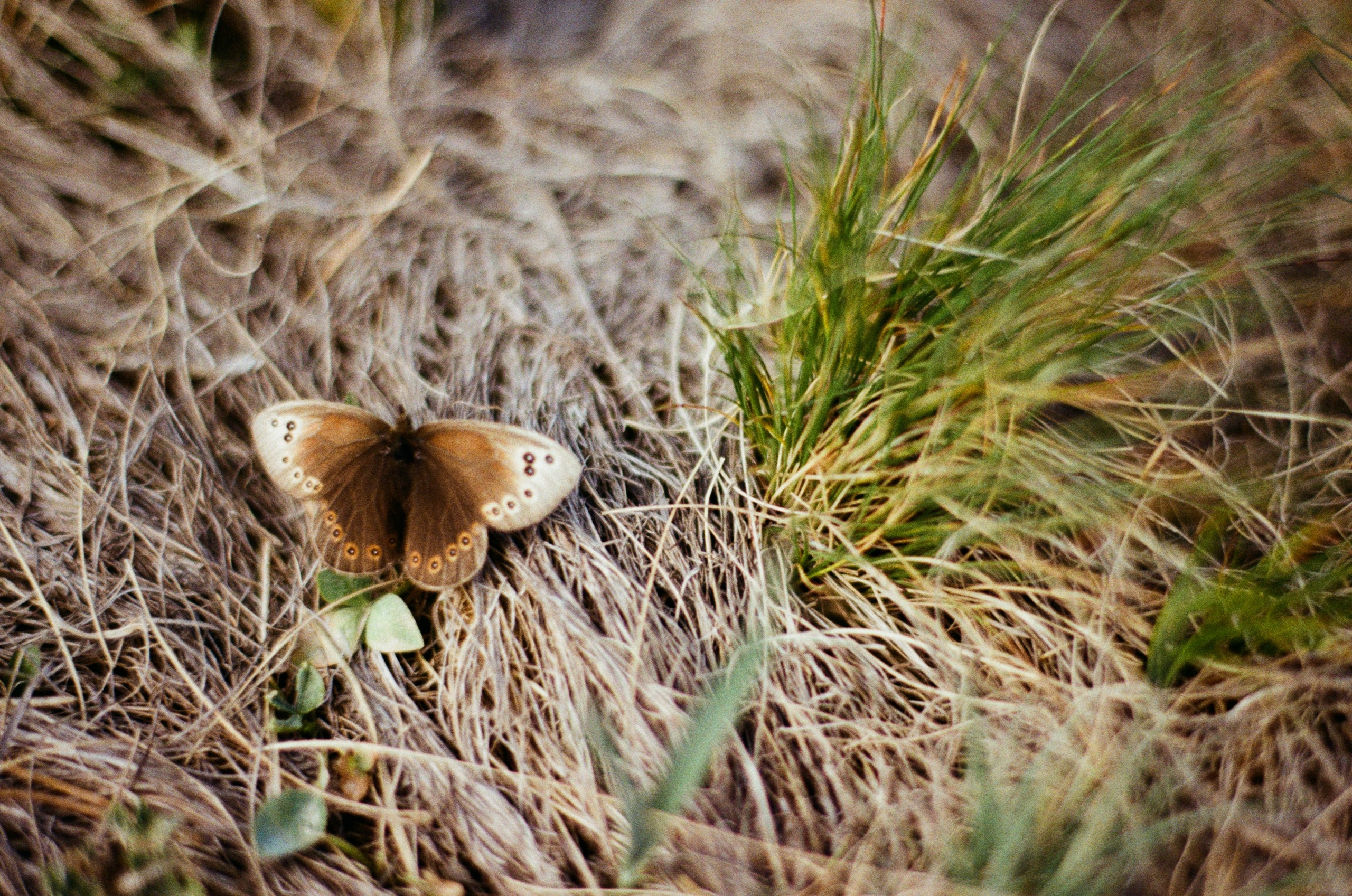 Point of no reply // ukraine, crimea III. EVER EXPOSED