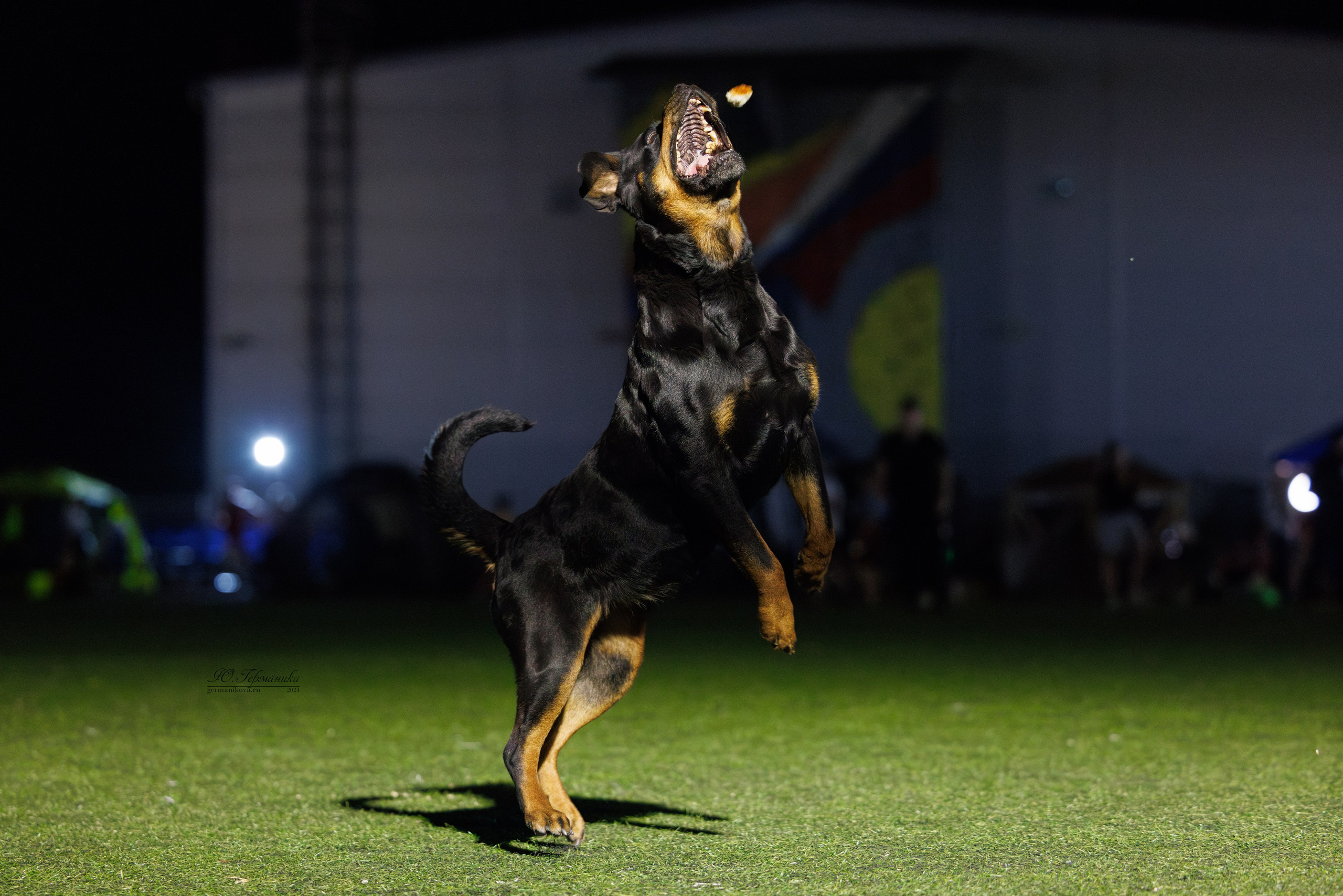 Волгоград 2-4.08.2024. Фотограф-анималист Юлия Германика