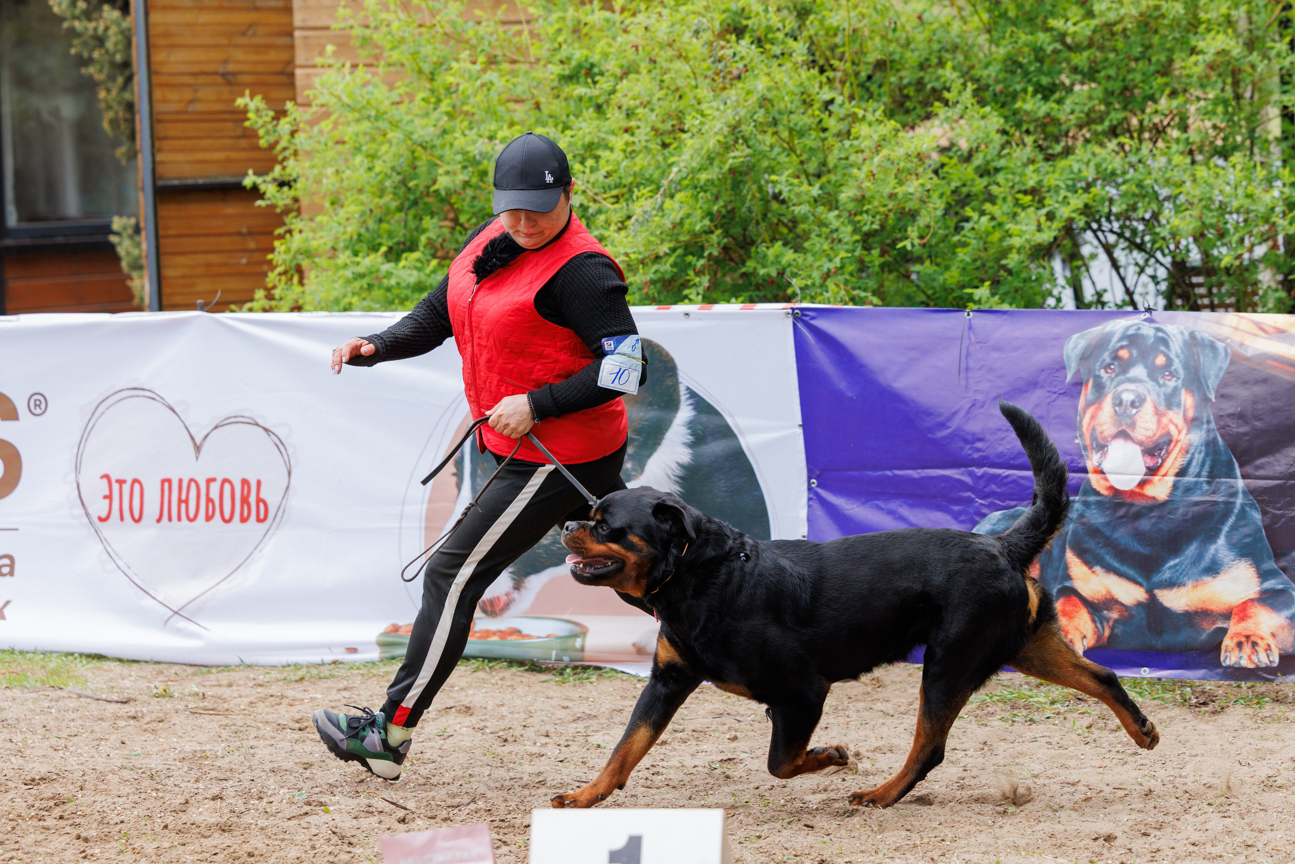 Саратов моно ротвейлеров 26-27.04.2025. Фотограф-анималист Юлия Германика