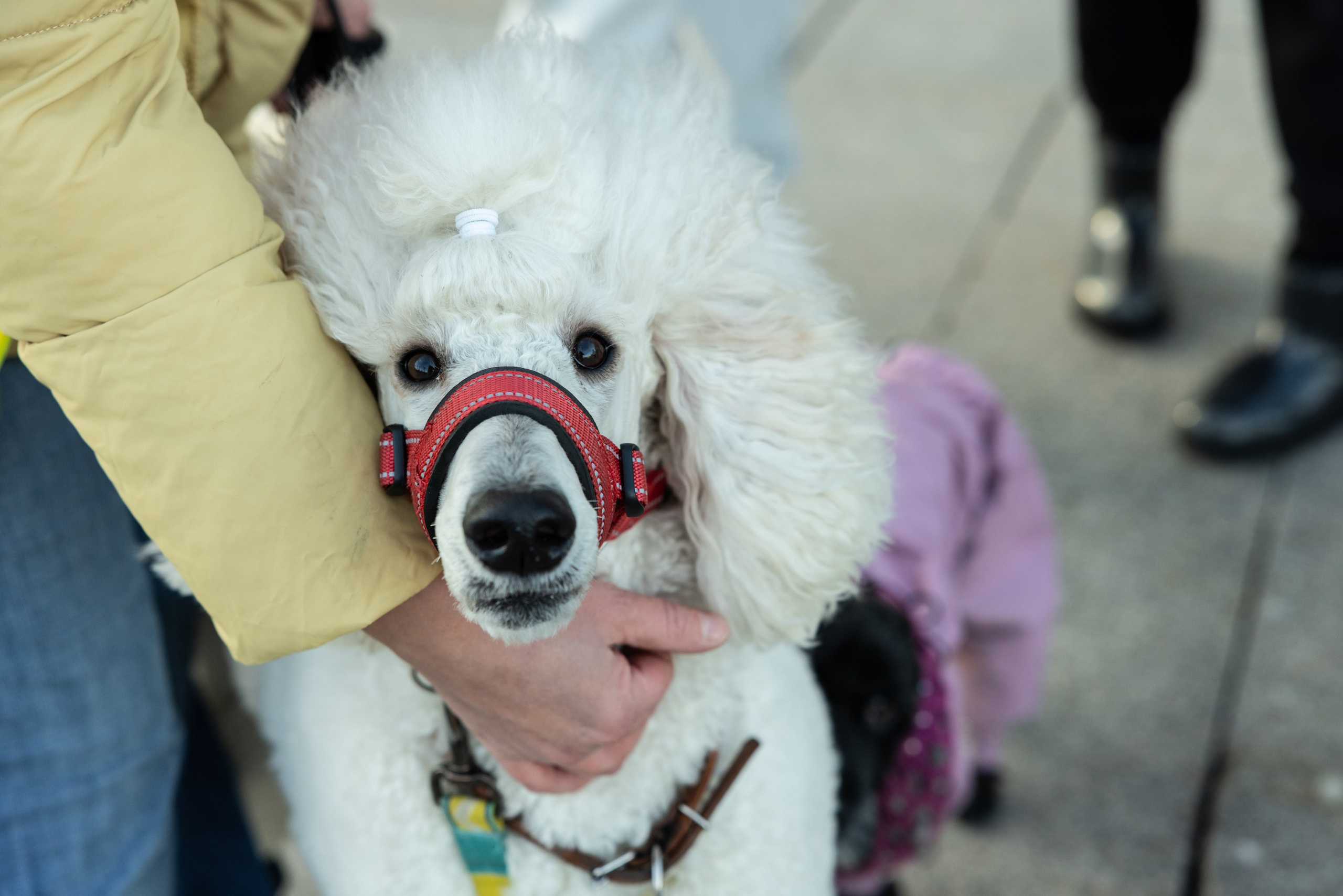 Клуб грумеров (прогулка и семинары). Виктория Зудина — фотограф в Москве