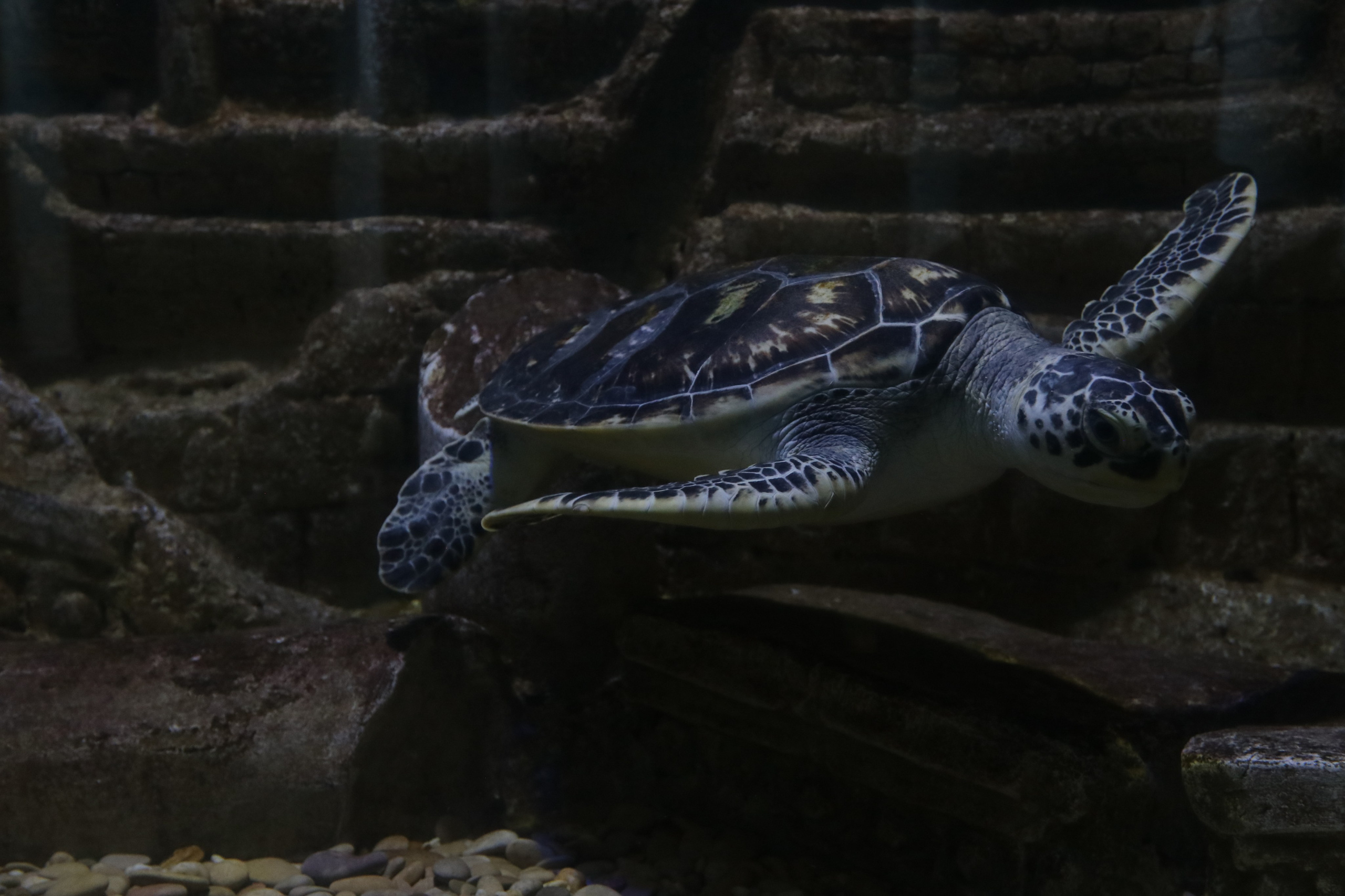 Крым. ЮБК (Севастополь, Кастрополь, Ялта). Май 2023. Путешественник-фотограф из Санкт-Петербурга Татьяна Свистулина