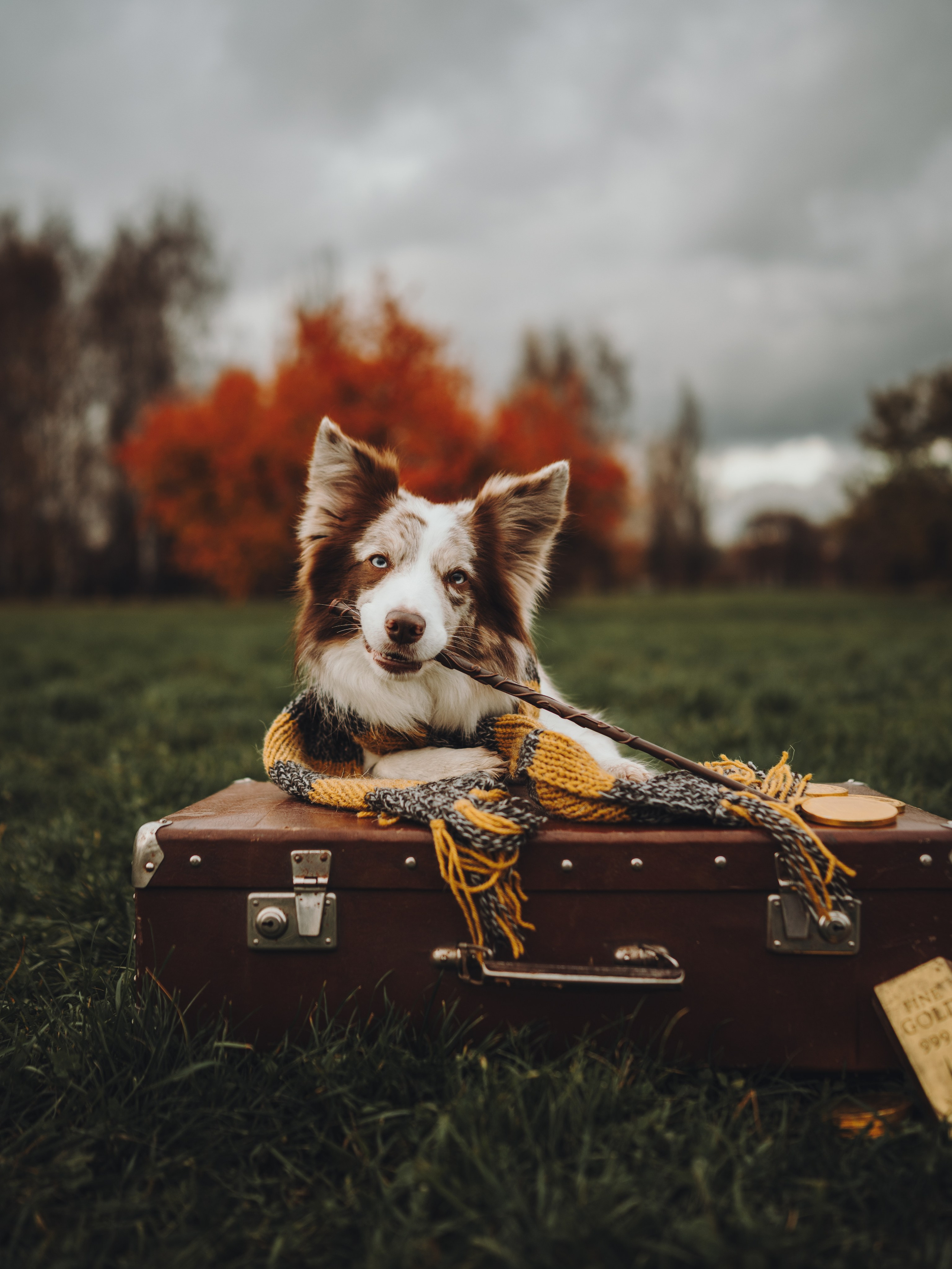 Лилу, Ри и Тучка. Семейный фотограф анималист Ананьева Мария — Москва