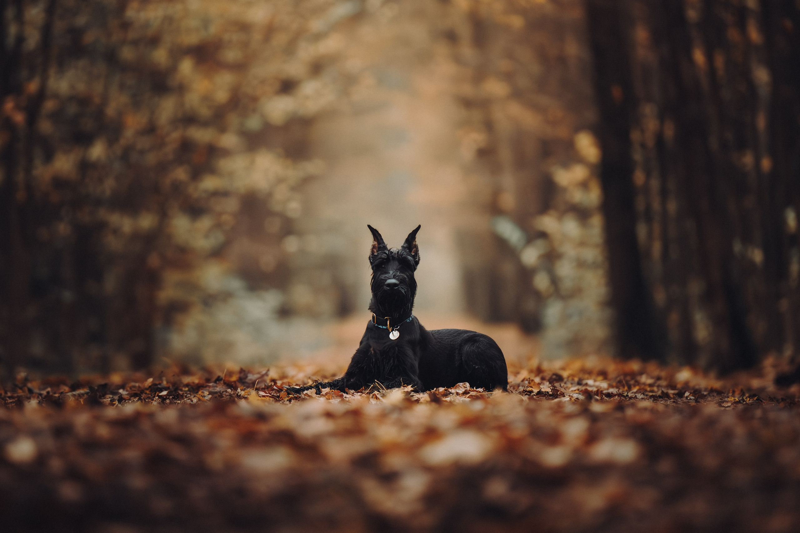 Даша и Умбра. Семейный фотограф анималист Ананьева Мария — Москва