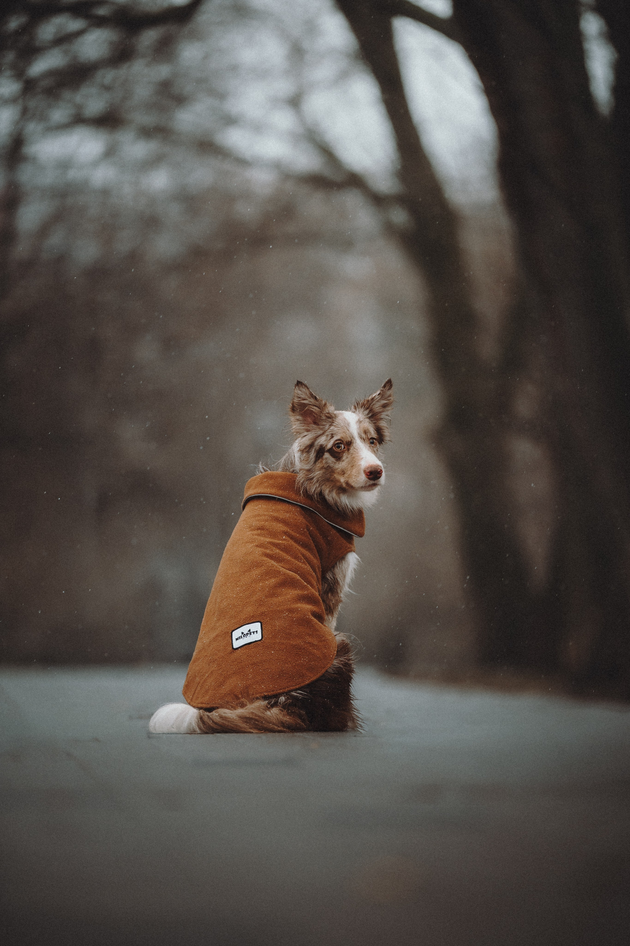 Стоимость. Семейный фотограф анималист Ананьева Мария — Москва