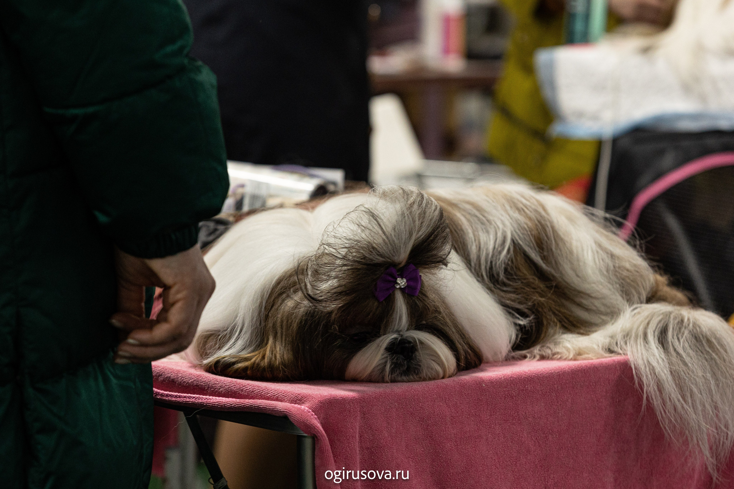 РОО КЛЖ «Олимп"+"Империя"+"Виктория».Выставка собак. Фотограф Ольга Гирусова «Пантерочка» Москва