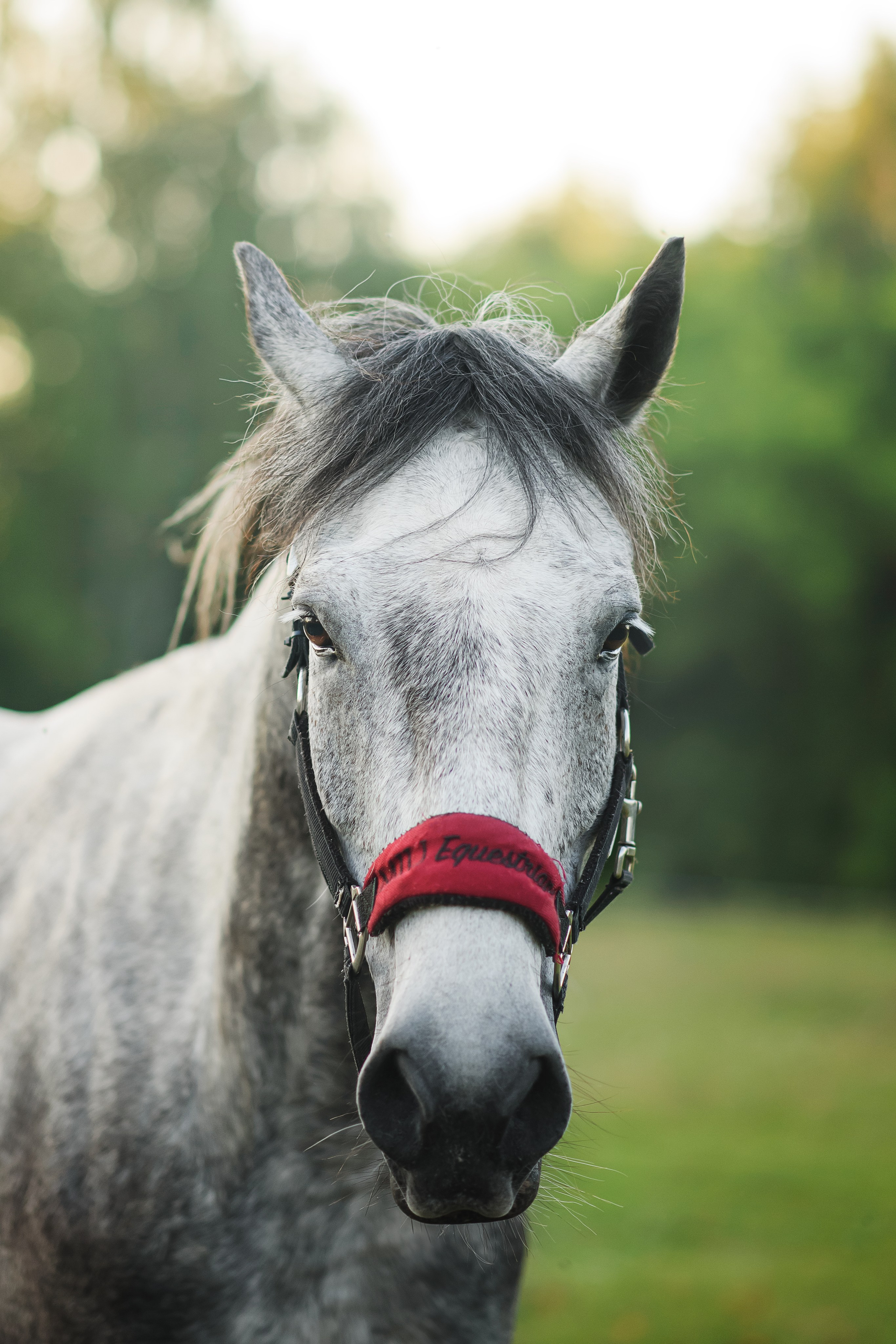 Дакар и Рамина — 29.06.2024. Фотограф — Анималист | Анна Абрамова
