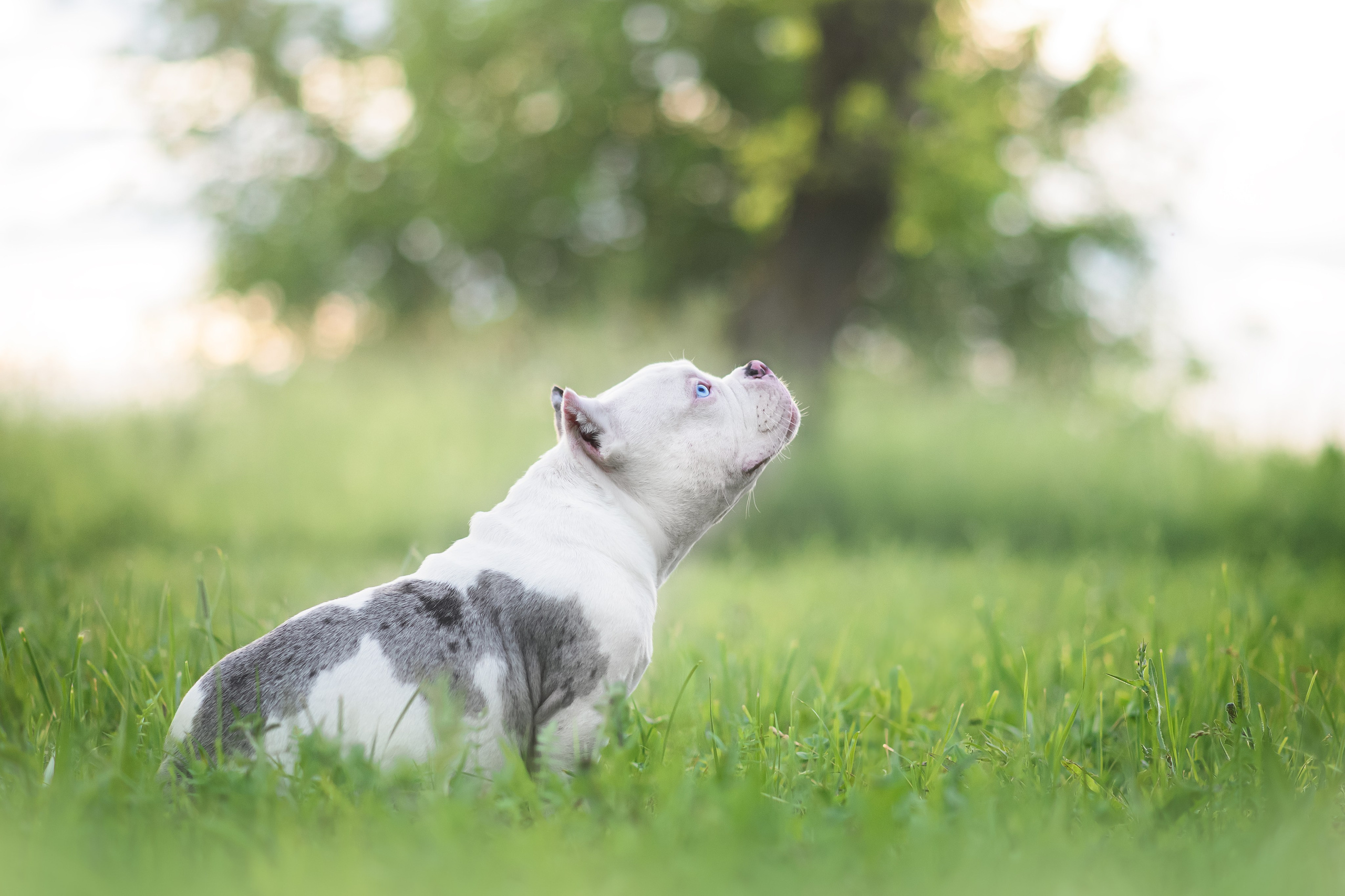 Щенки Американского Булли — 15.06.2024. Фотограф — Анималист | Анна Абрамова