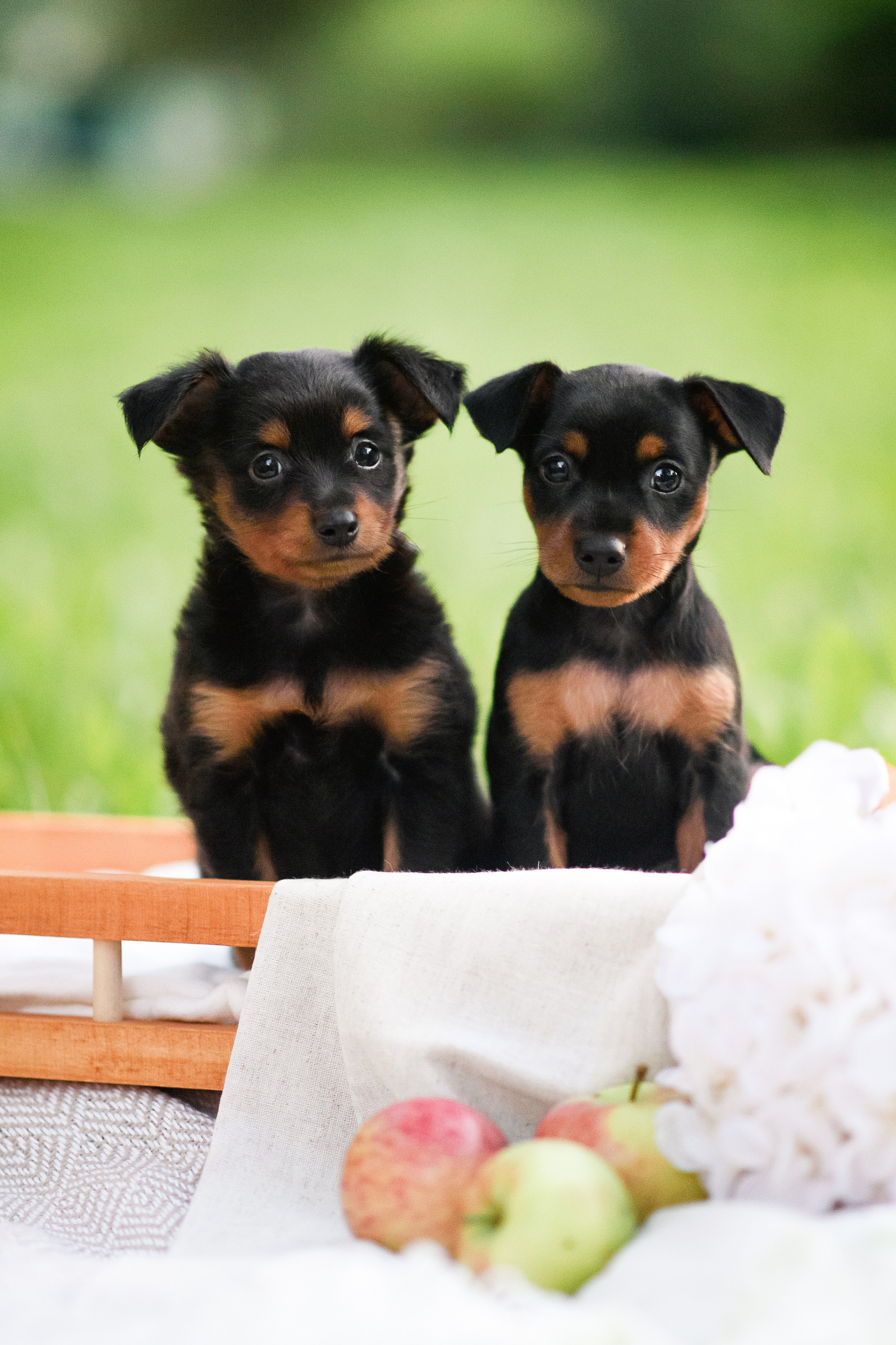 Щенки Пражских крысариков — 03.08.2024. Фотограф — Анималист | Анна Абрамова