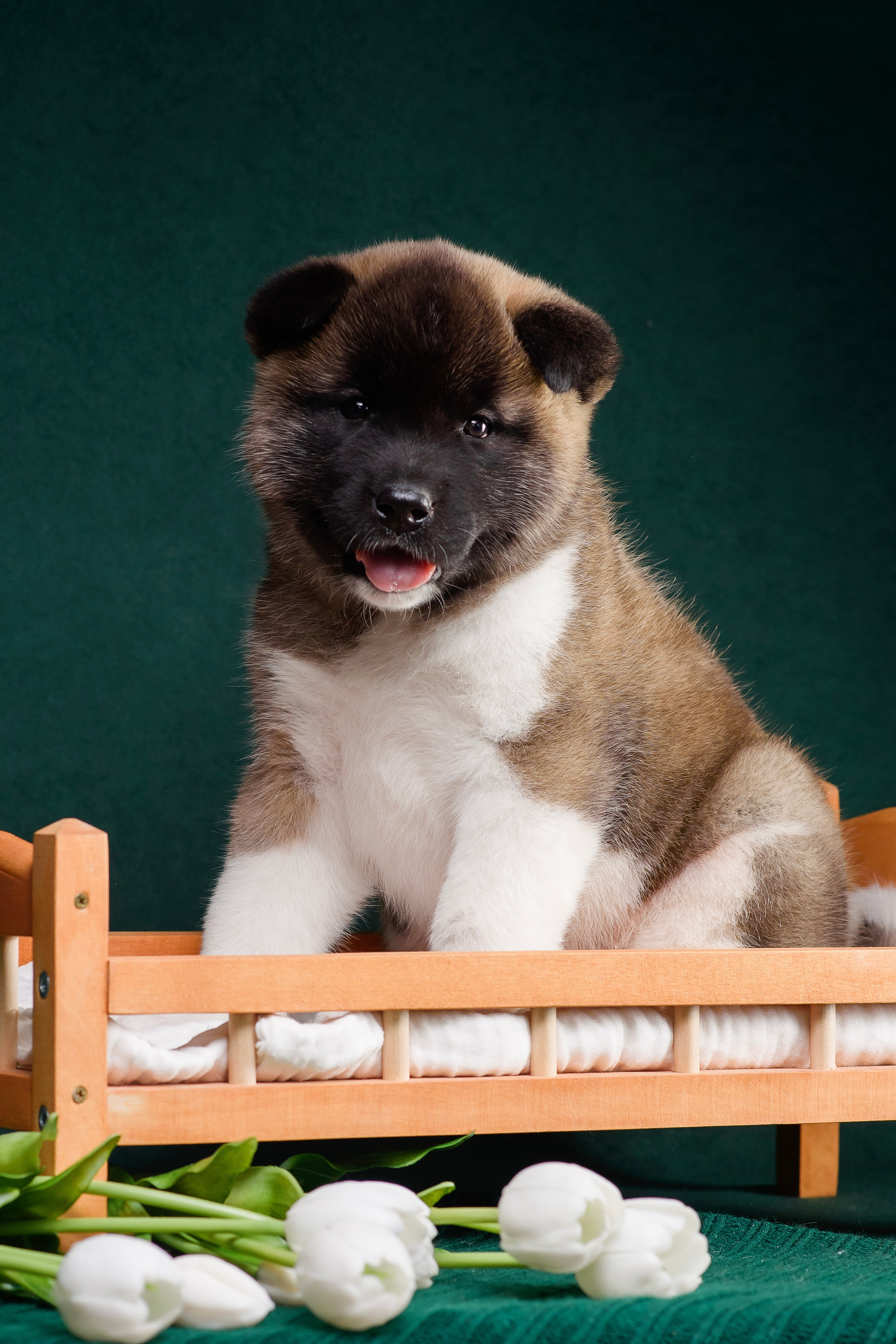 Щенки Американской Акиты. Фотограф — Анималист | Анна Абрамова