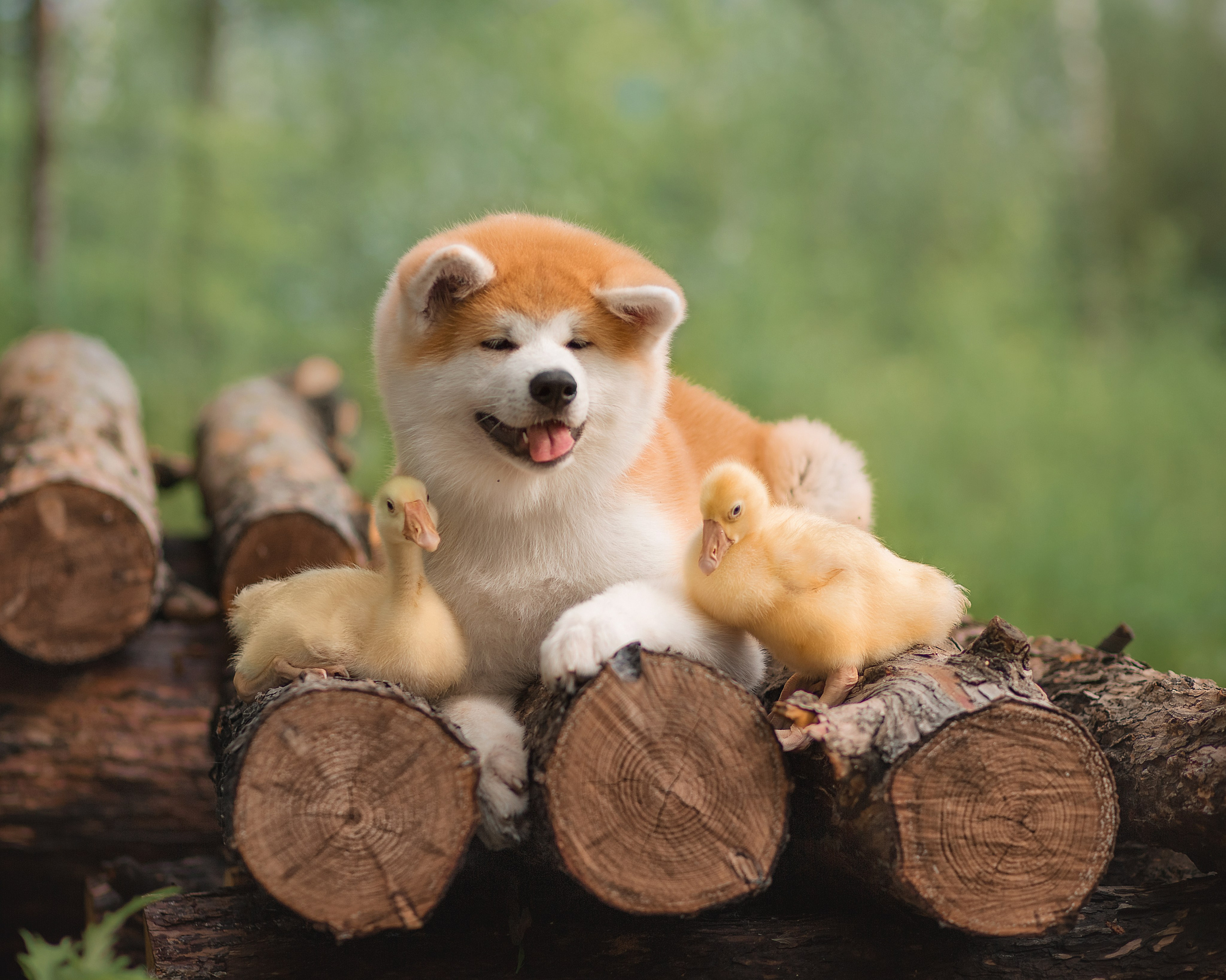 Предыдущие пометы. Алена Попова — фотограф в Хабаровске