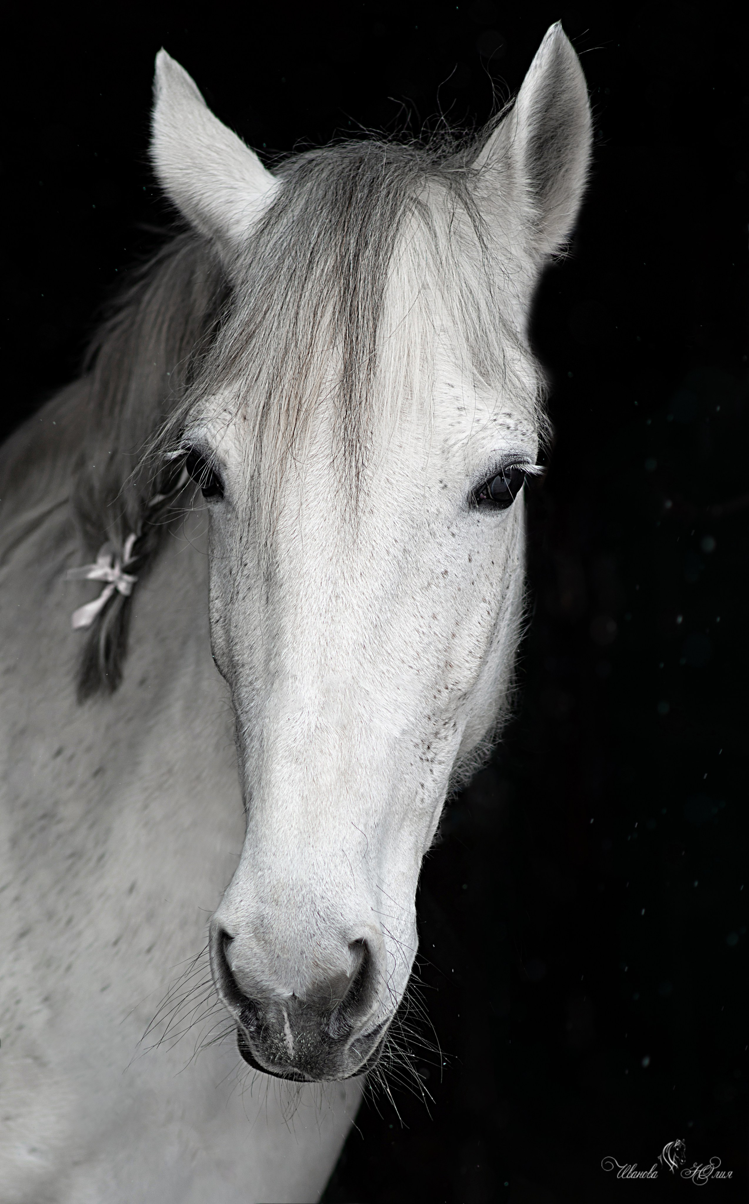 Лошади. Конный фотограф в Саратове Юлия Иванова