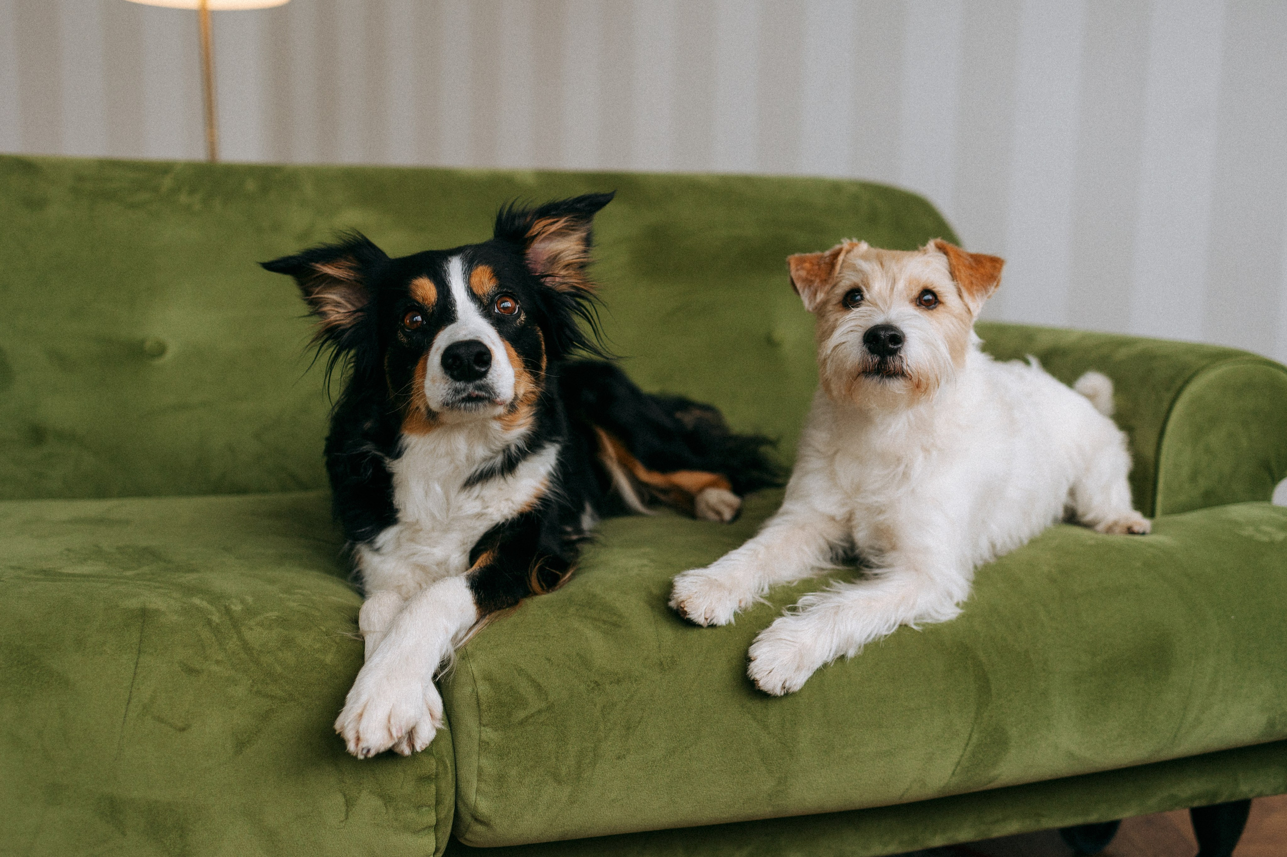 Цунами, Теон и Женя. Фотограф анималист Анастасия Пикей