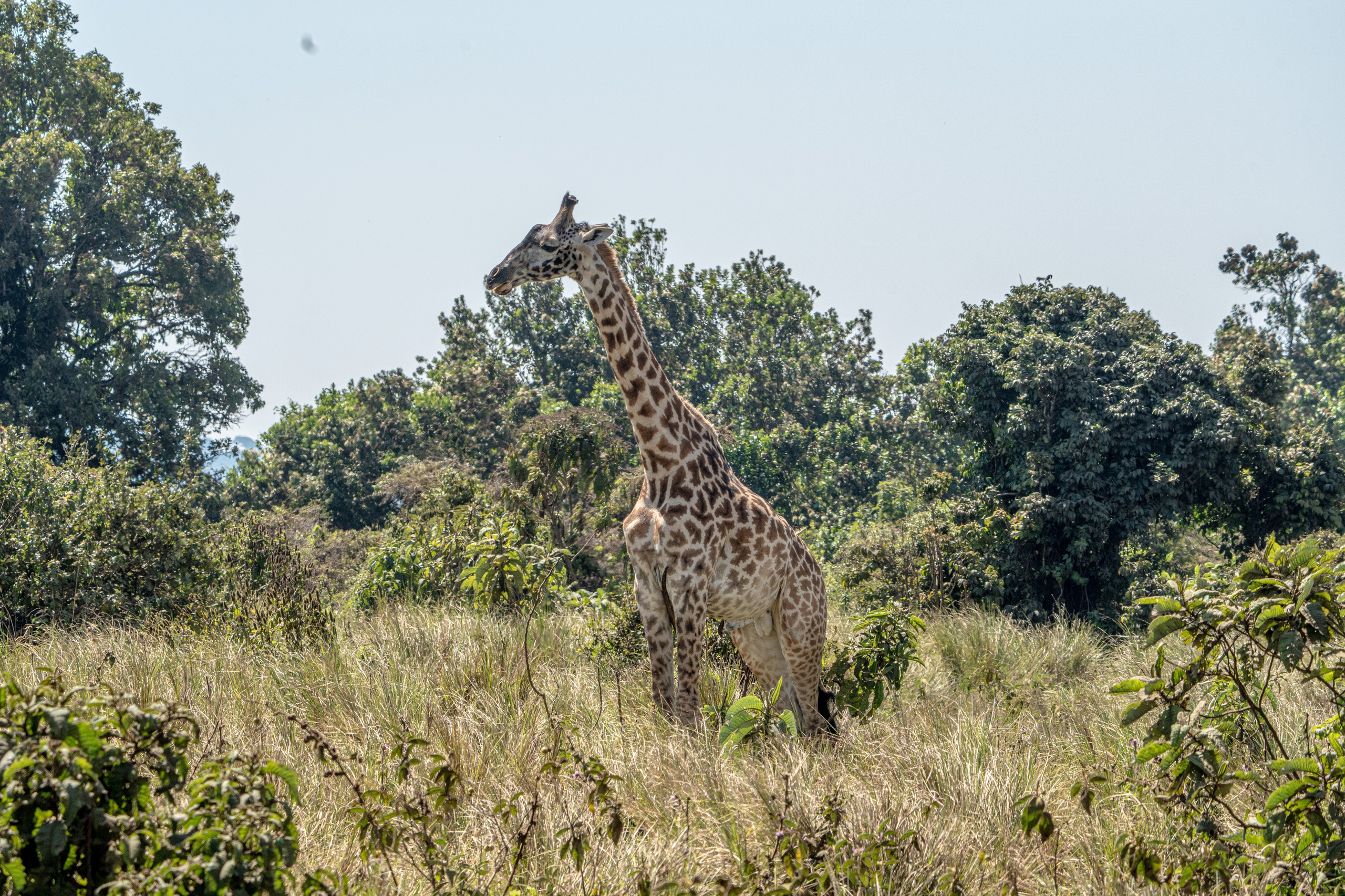 Танзания, сафари, 2025. Творческие сьемки