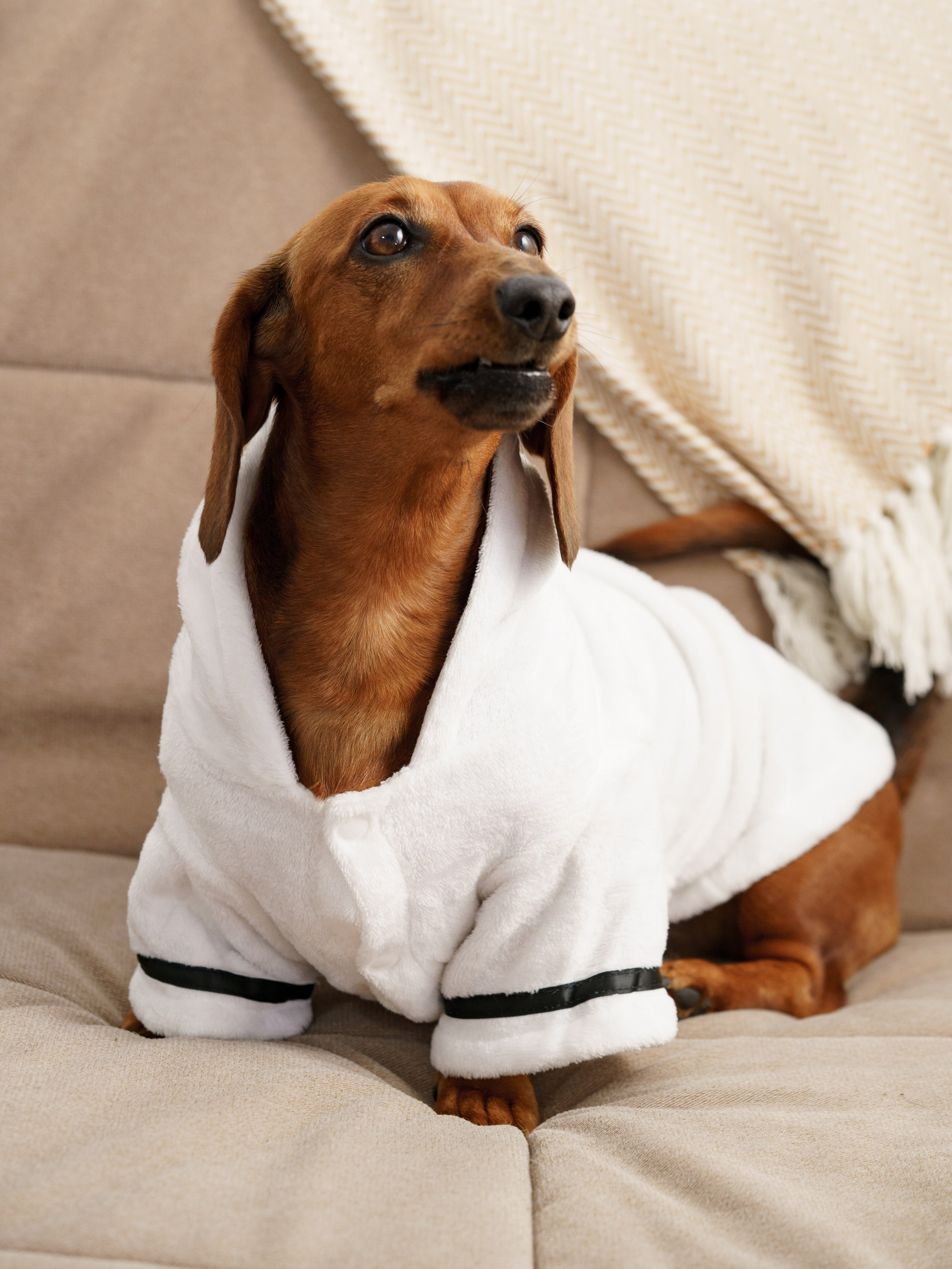 Съемки с животными. КЕД Студия-контент агентство полного цикла СПБ. Создаём фото, видео и контент, который помогает брендам и селлерам продавать больше