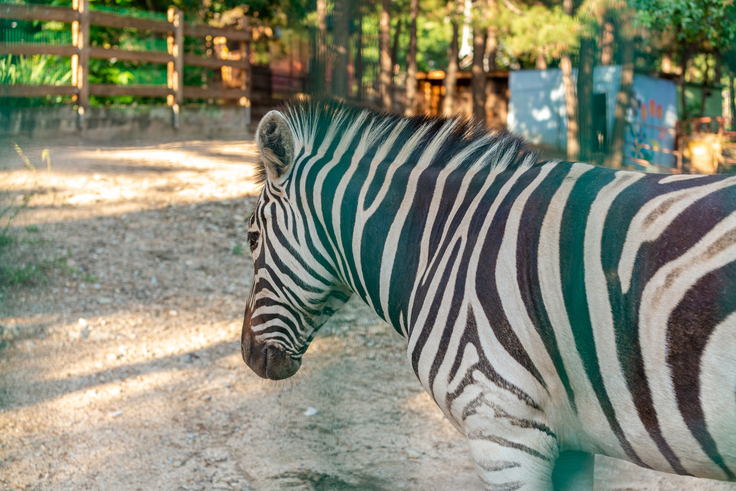 Июнь–Июль Отпуск Белореченск, Геленджик. Семейный, Свадебный фотограф СПБ Питер— Романова Екатерина