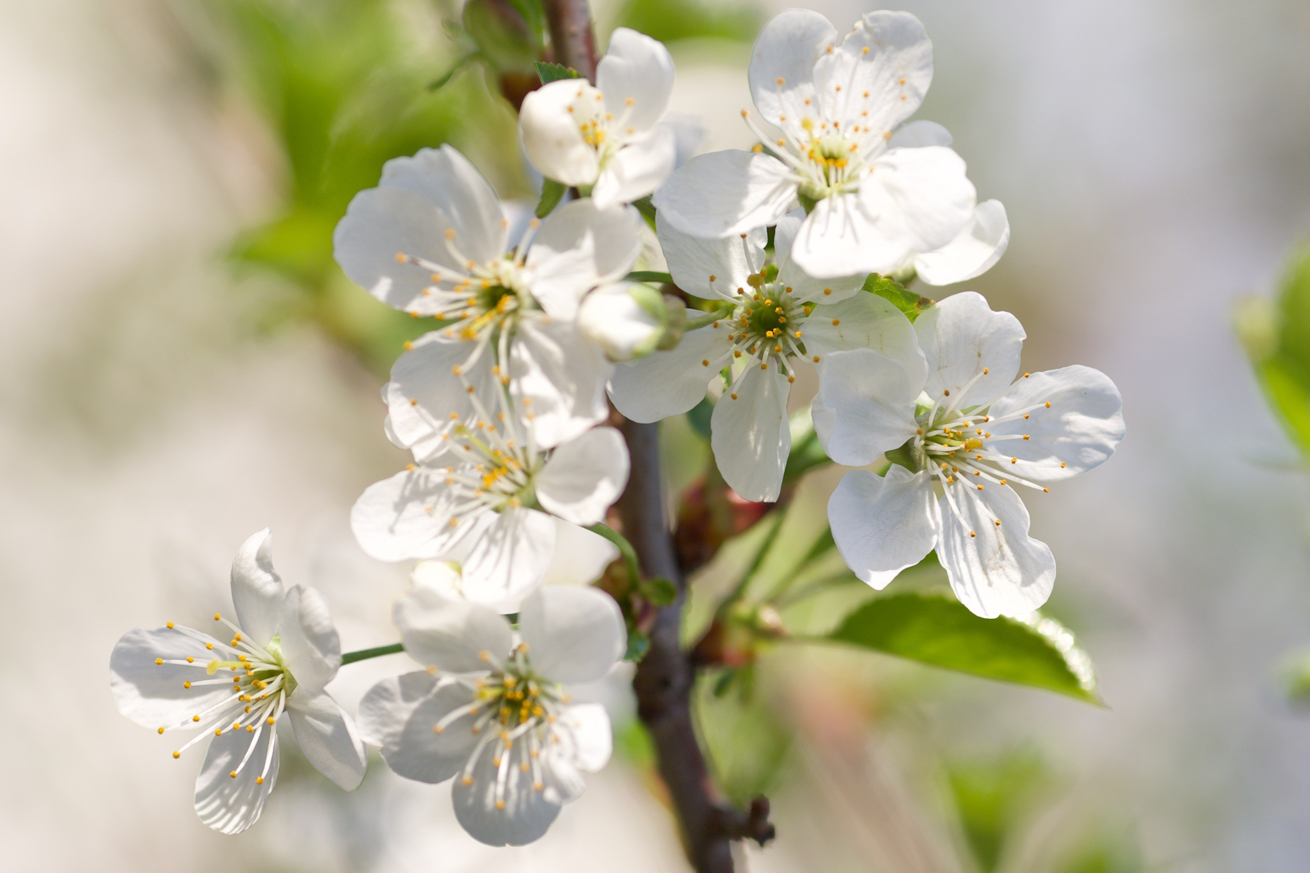 Чудесная природа. Школьные выпускные альбомы в Москве Марина Николаева