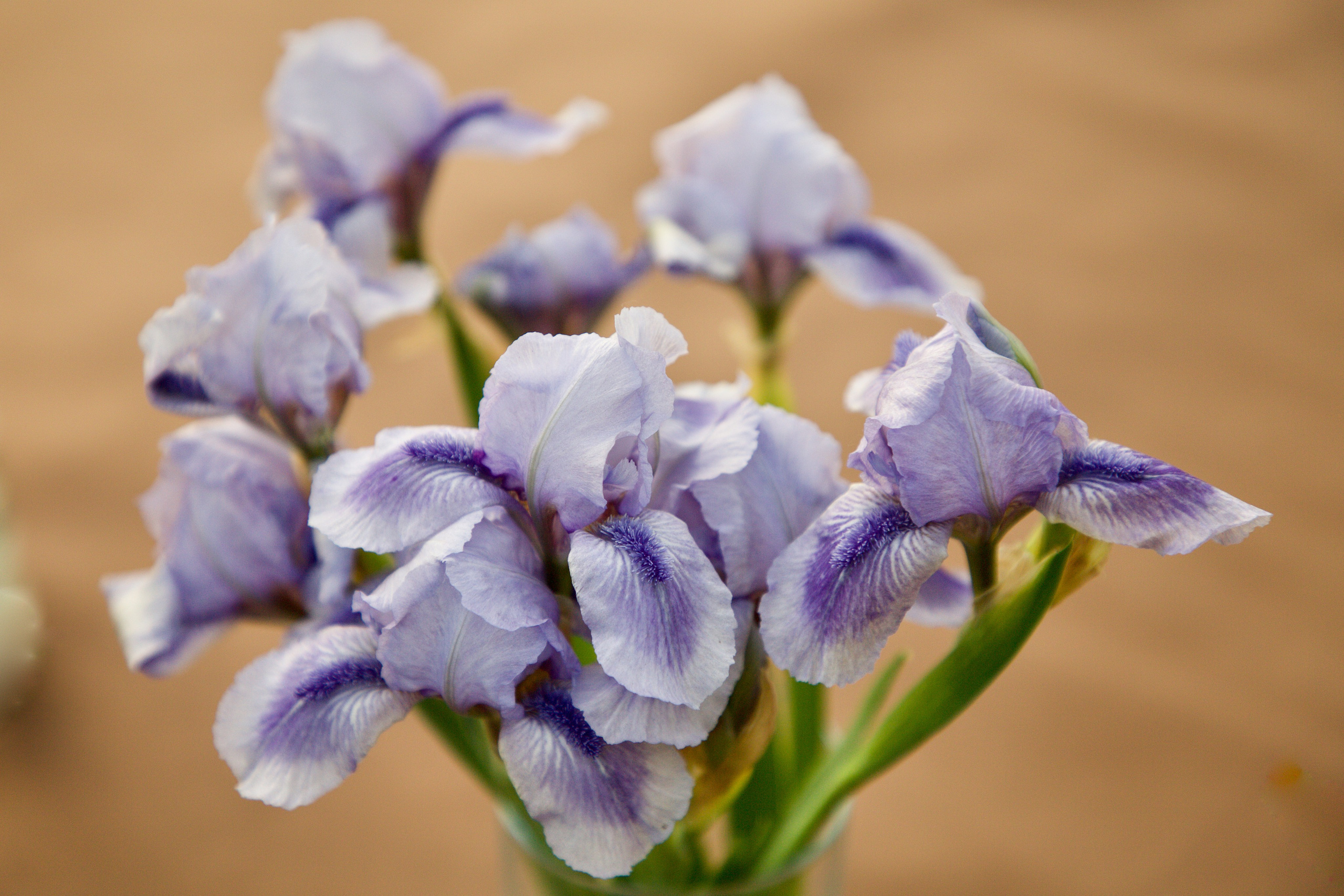 Аптекарский огород. Ирисы. Пионы. Школьные выпускные альбомы в Москве Марина Николаева