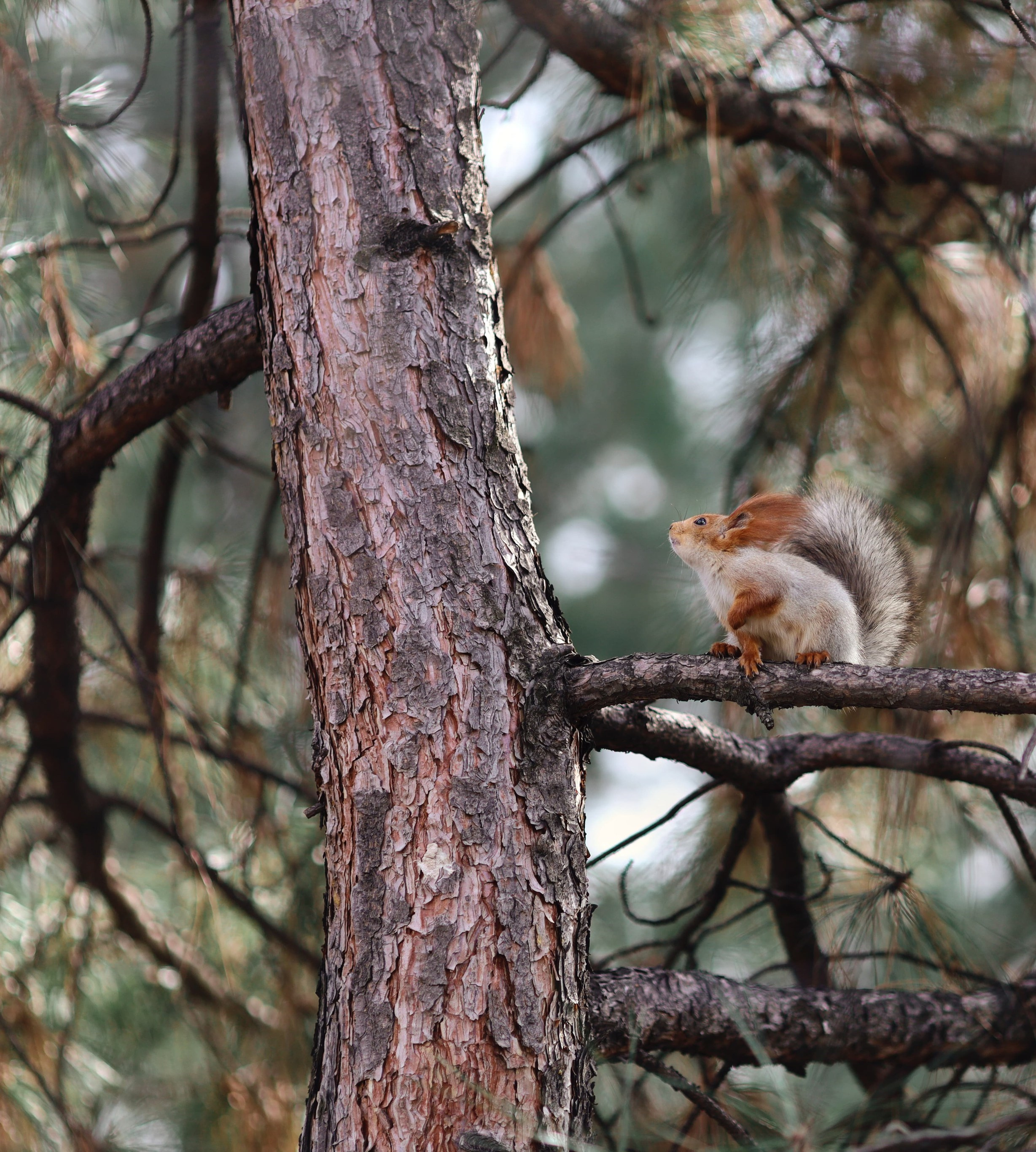 Фотография белка