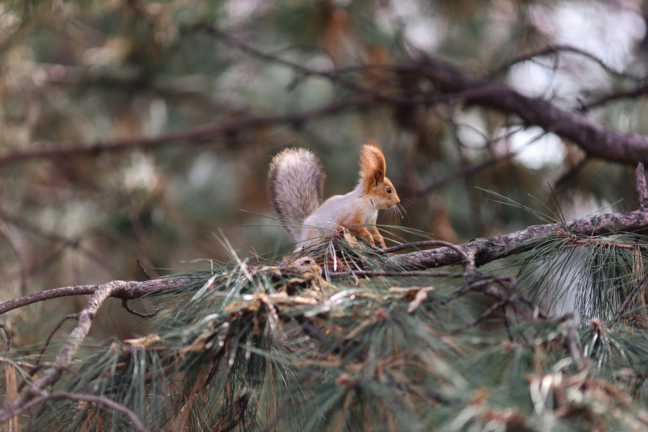 Фотография белка