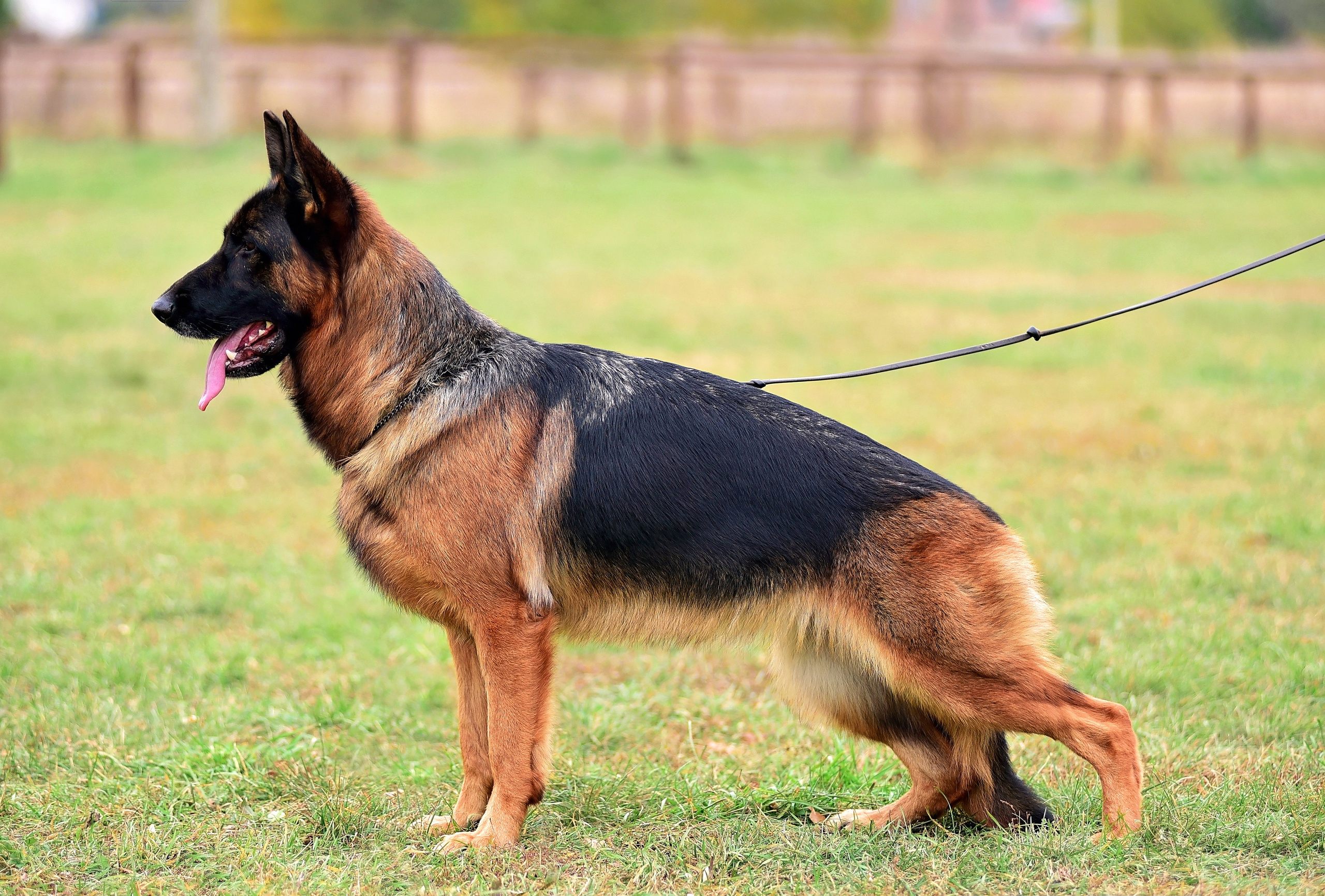 Animal. Главная