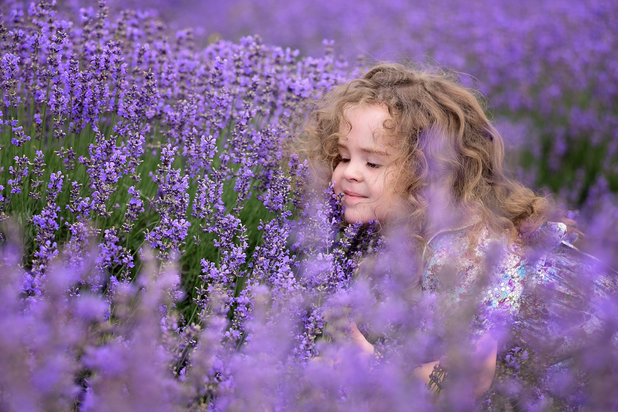 Лаванда. Главная