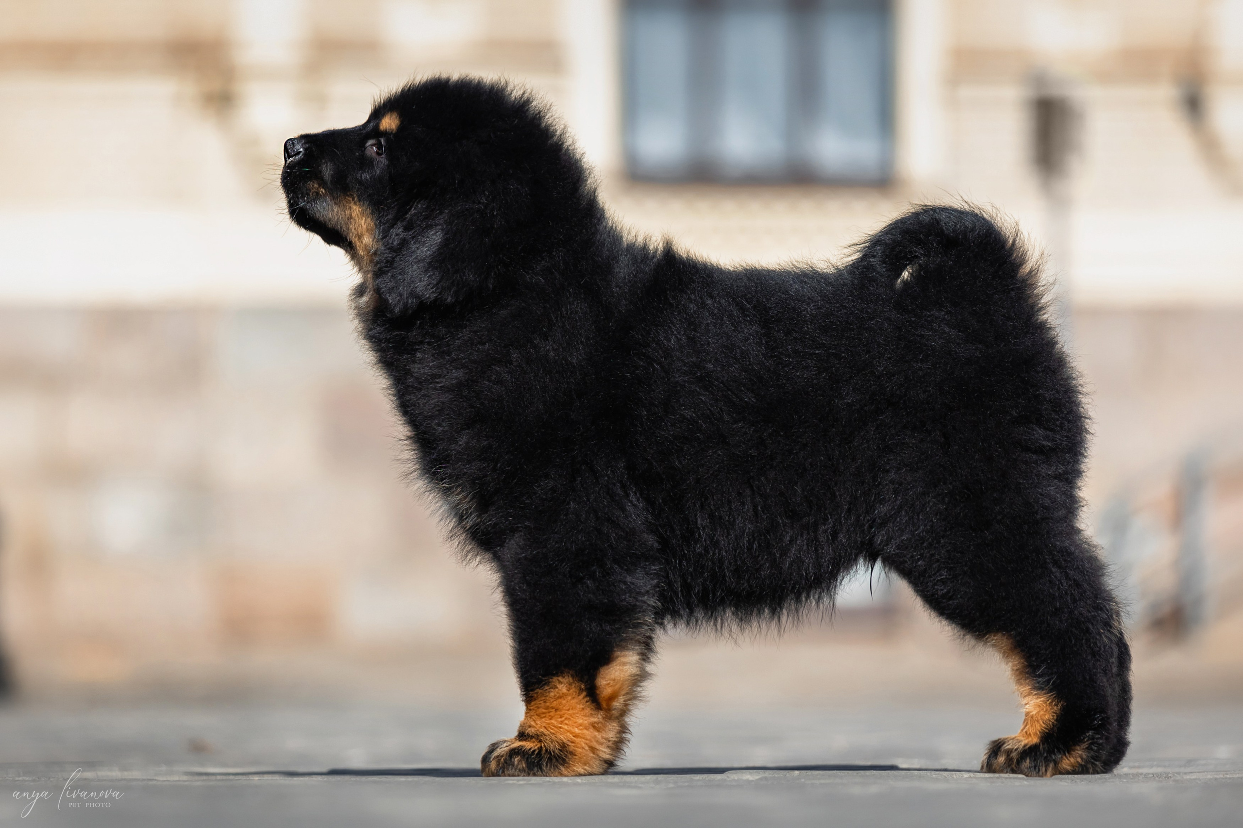 Тибеты. Фотограф анималист Аня Ливанова | Рыбинск